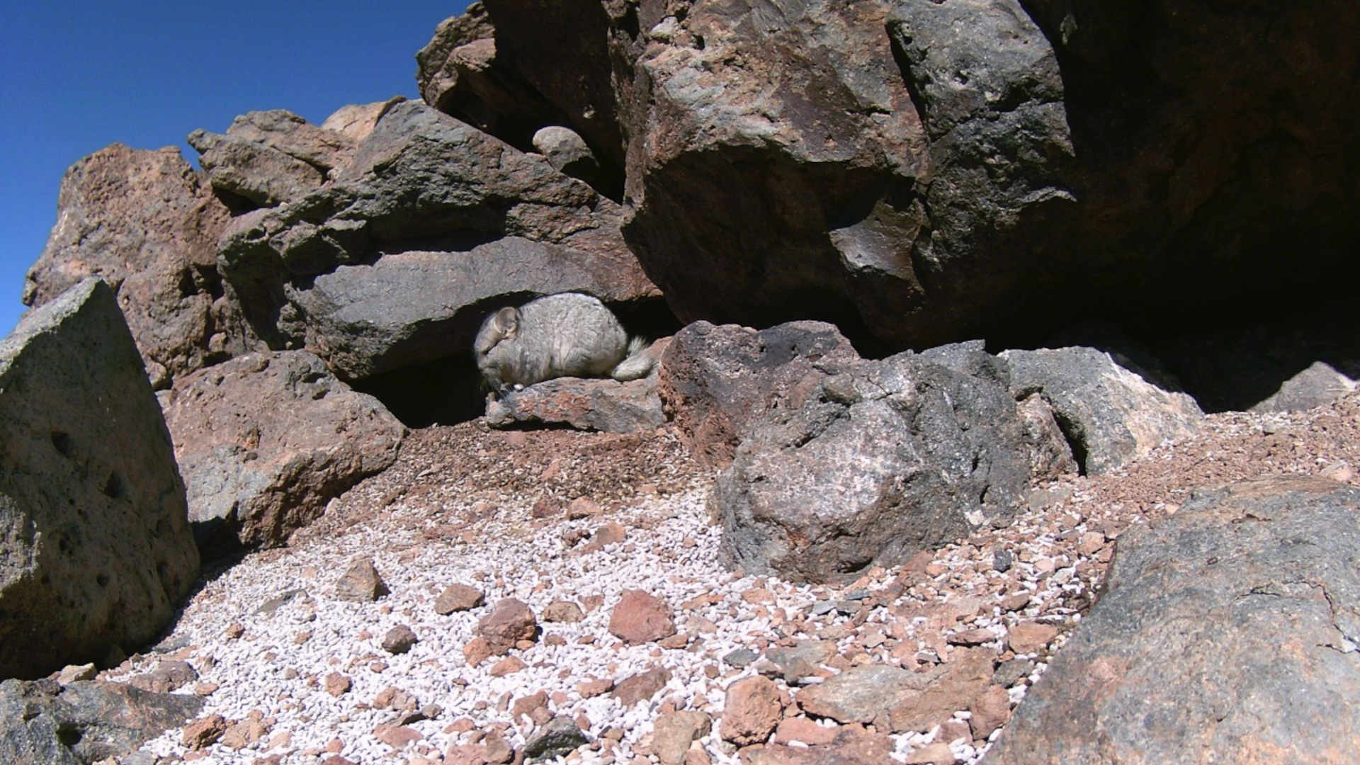 Chinchilla Op is a Go! Gold Fields’ million-dollar rodent relocation to restart next week