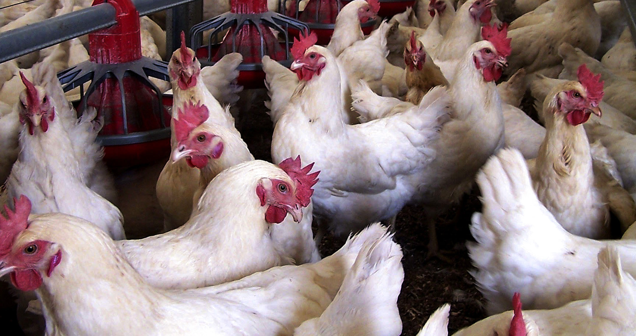 Echoes of Vrede Dairy: Mpumalanga poultry project hijacked by the politically connected, say farmers