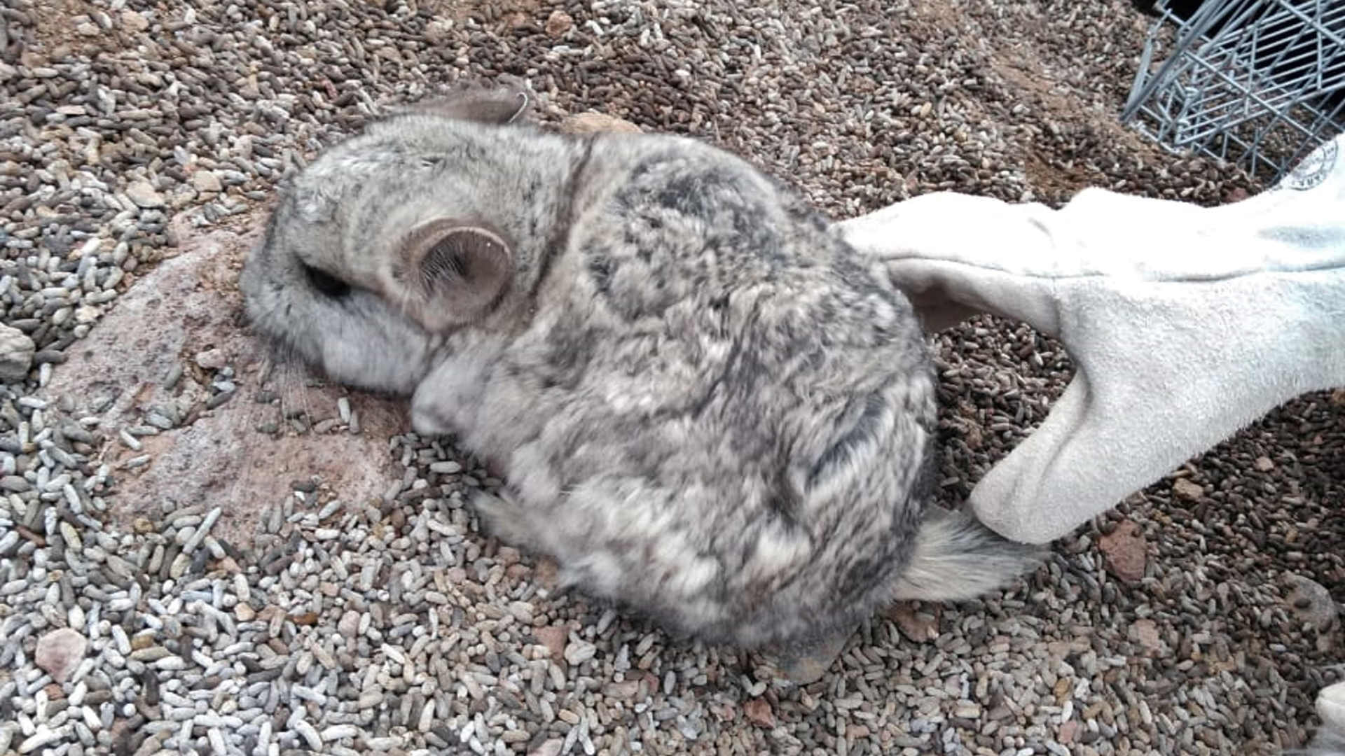 Rodents and Rocks – Gold Fields gets green light to resume Chile chinchilla relocation