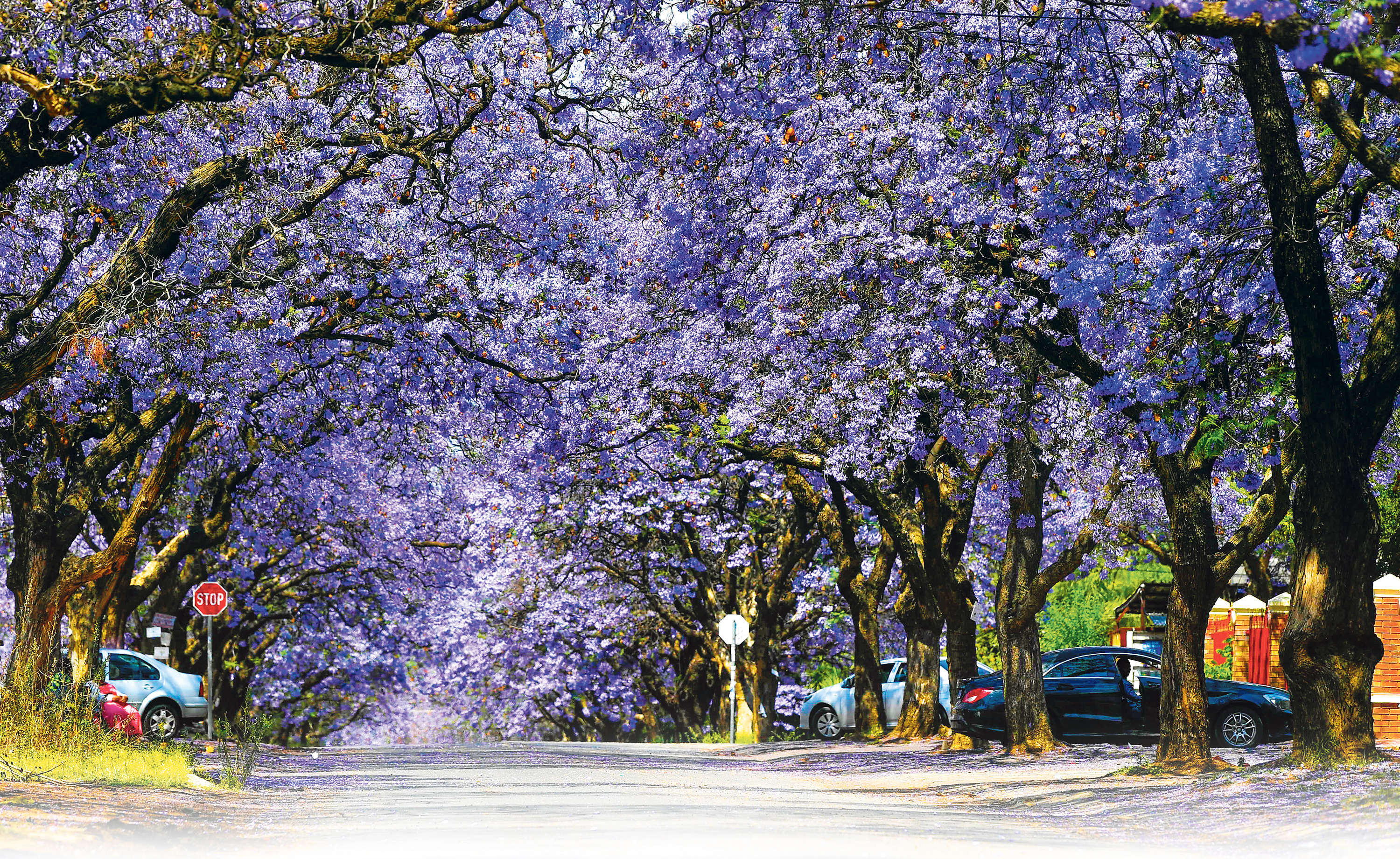 How Pretoria and Joburg's jacarandas are blooming earlier due to global heating