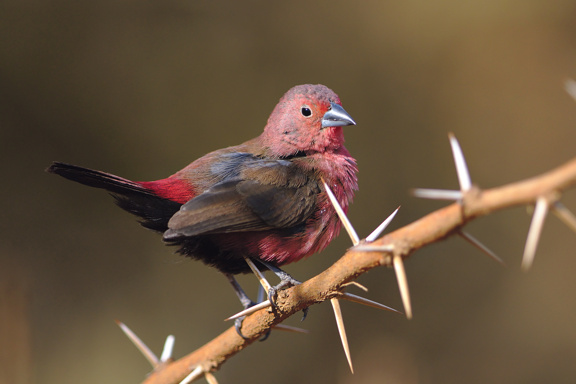 Sean-The bird-cannabalism -Jameson