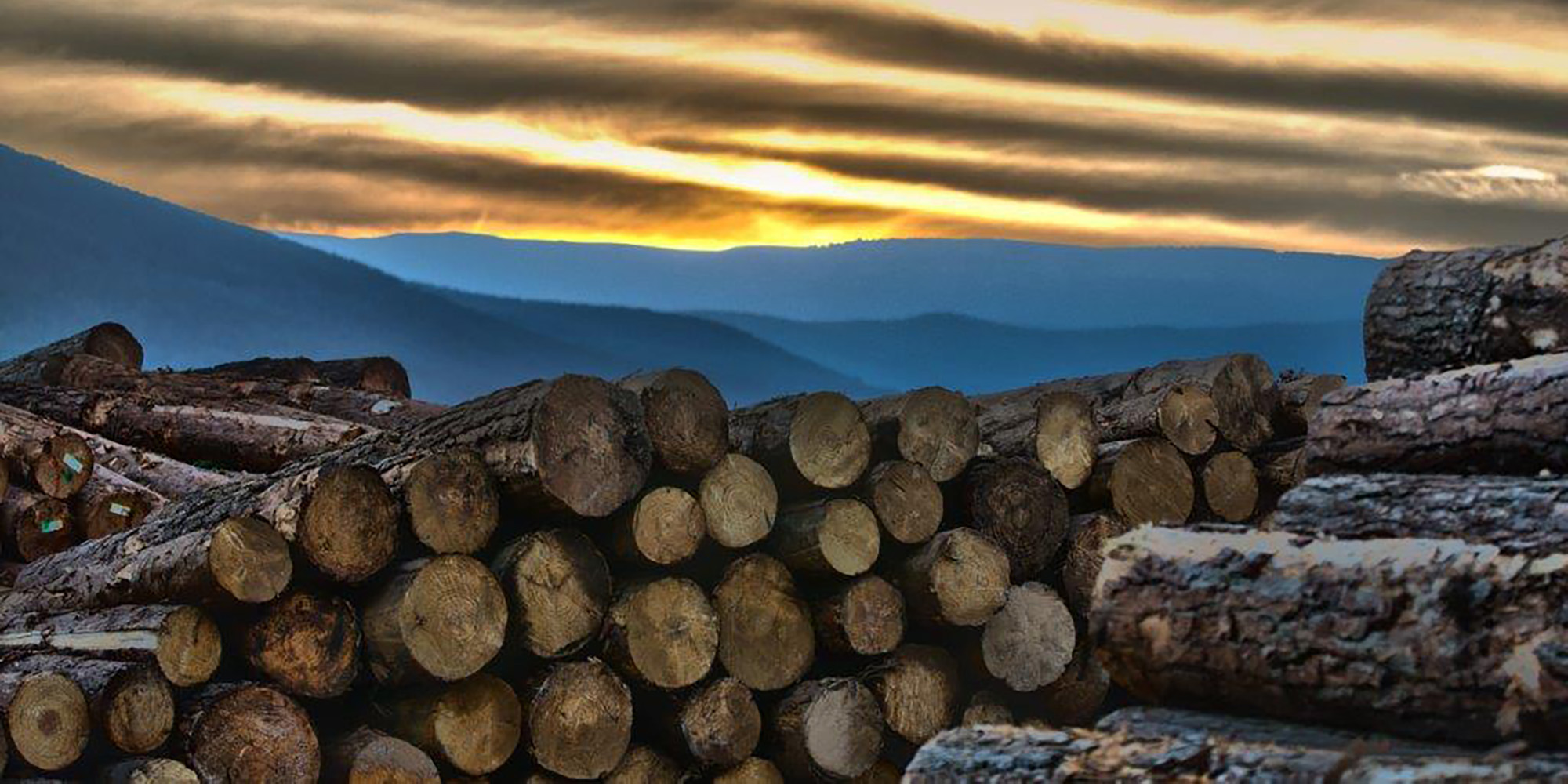 Great expectations at York Timbers after shareholders win a seat on the board