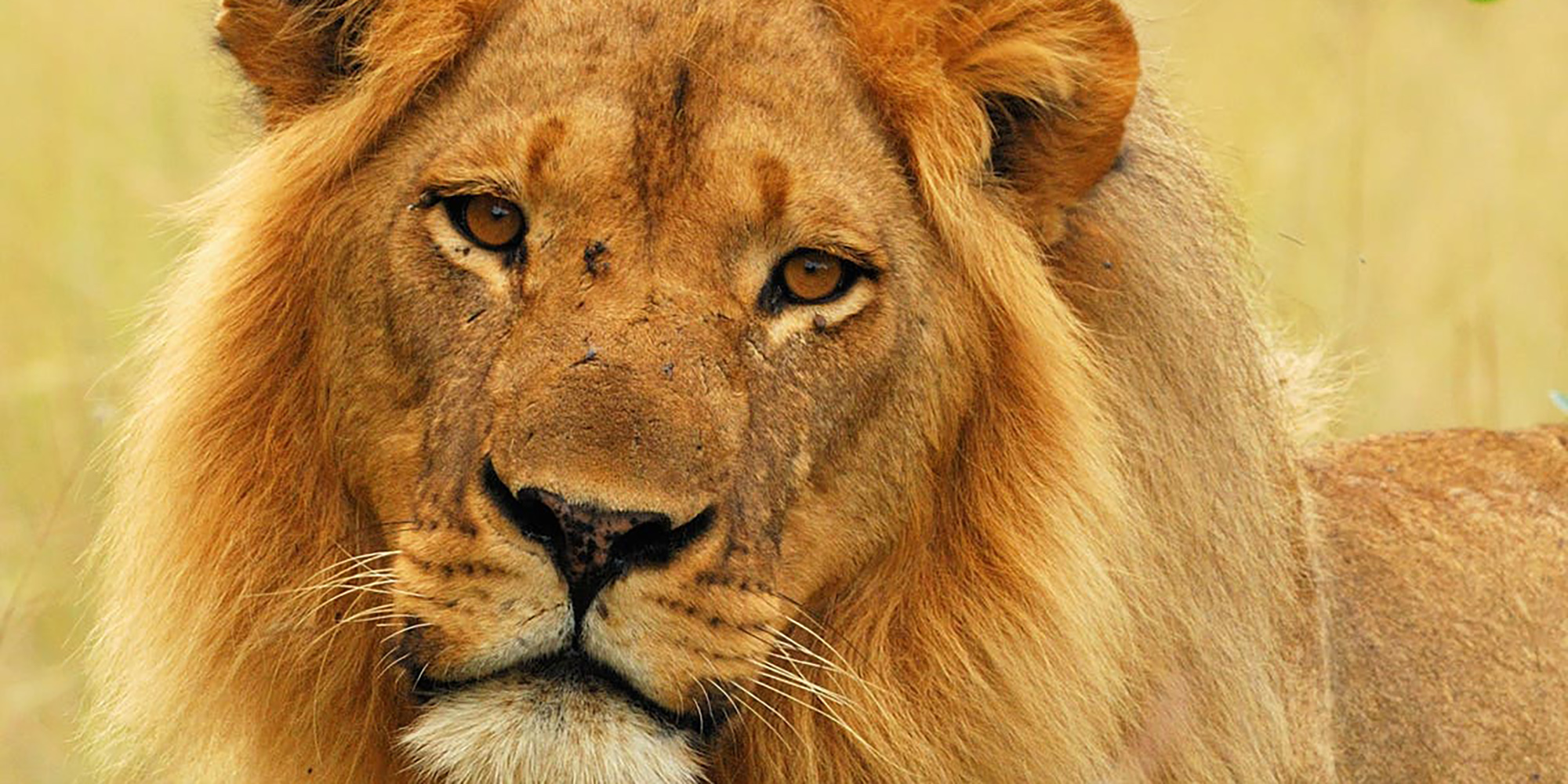 Cecil revisited: Another Hwange male lion shot by a bow hunter