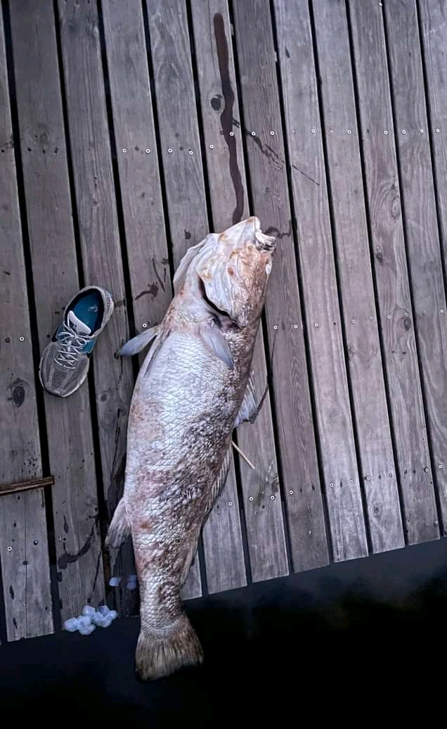 Mysterious fish die-off hits Wilderness lagoon