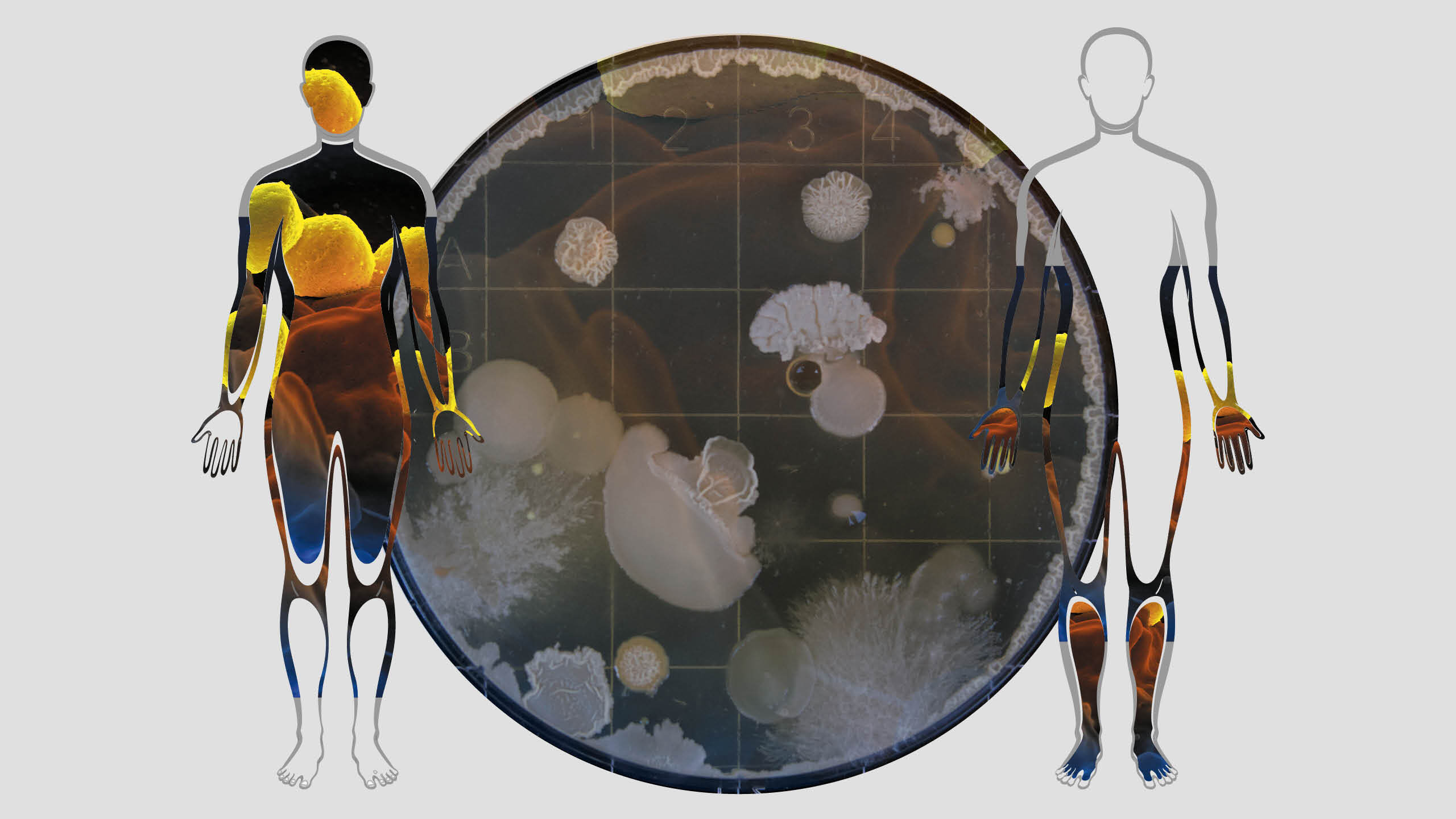 The wild inner you: How microbes invented most of what we are