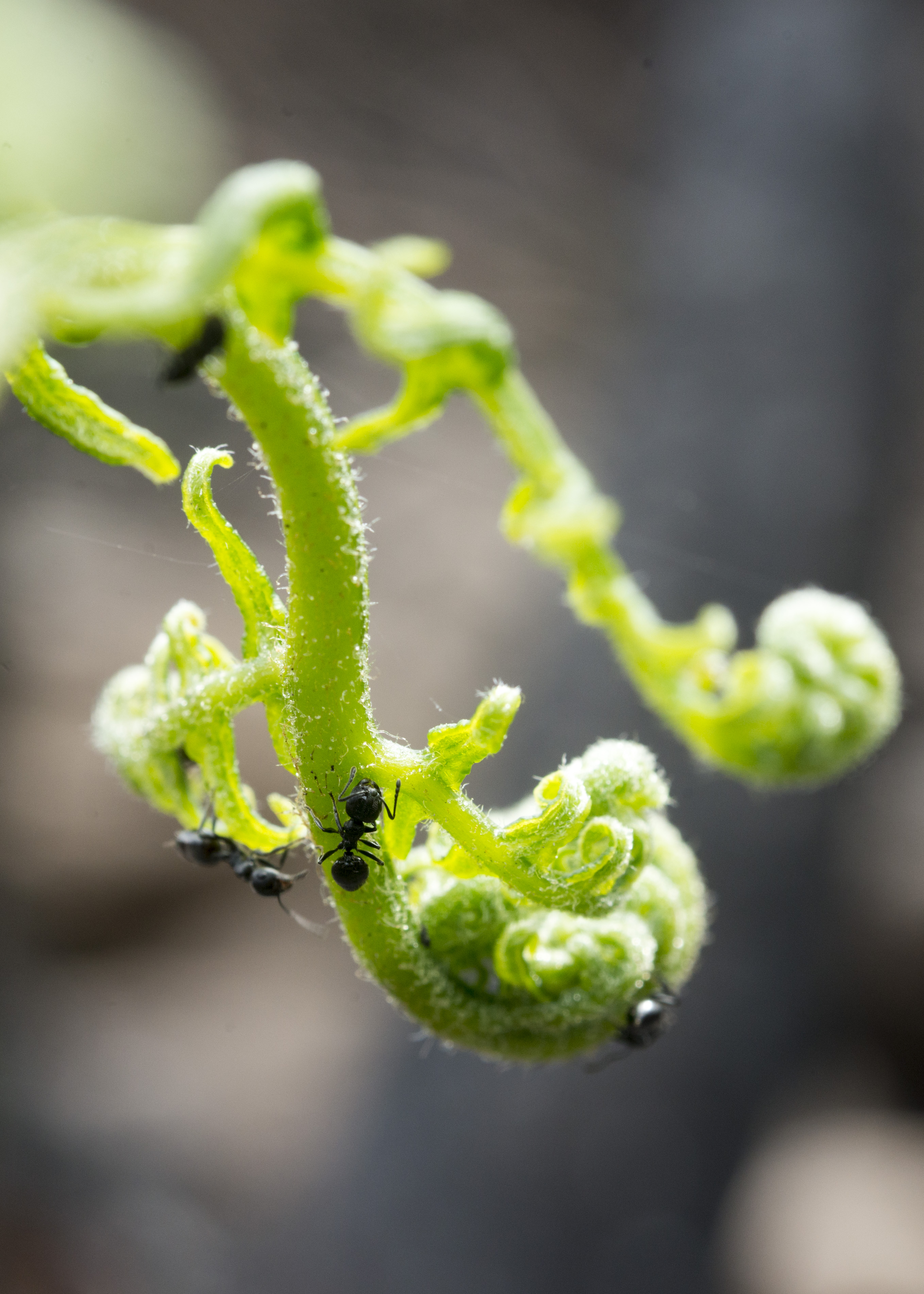 Let me tell you about the ants