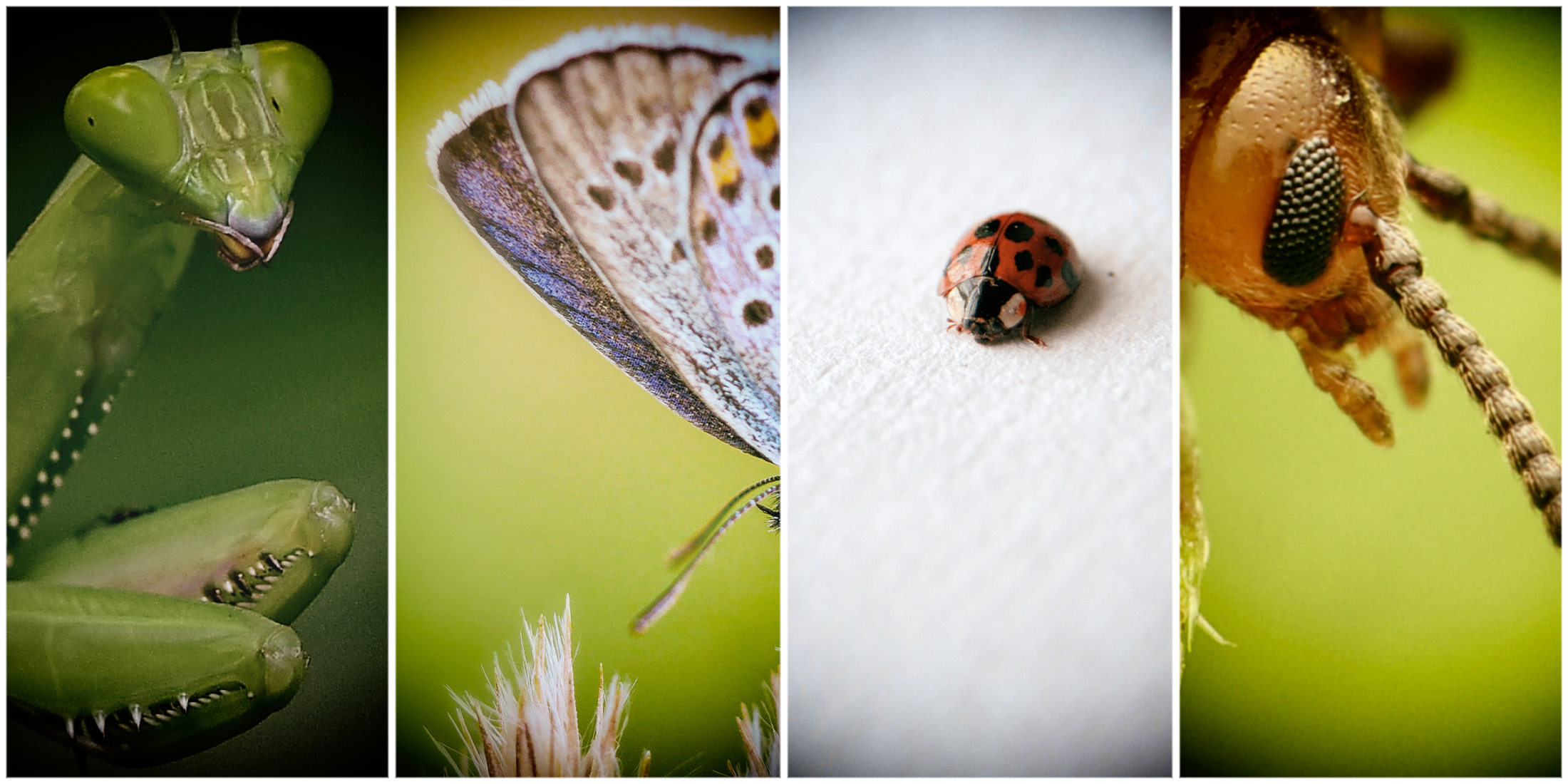 Bugs and climate change: What a warmer, wetter world means for insects and the crops they eat