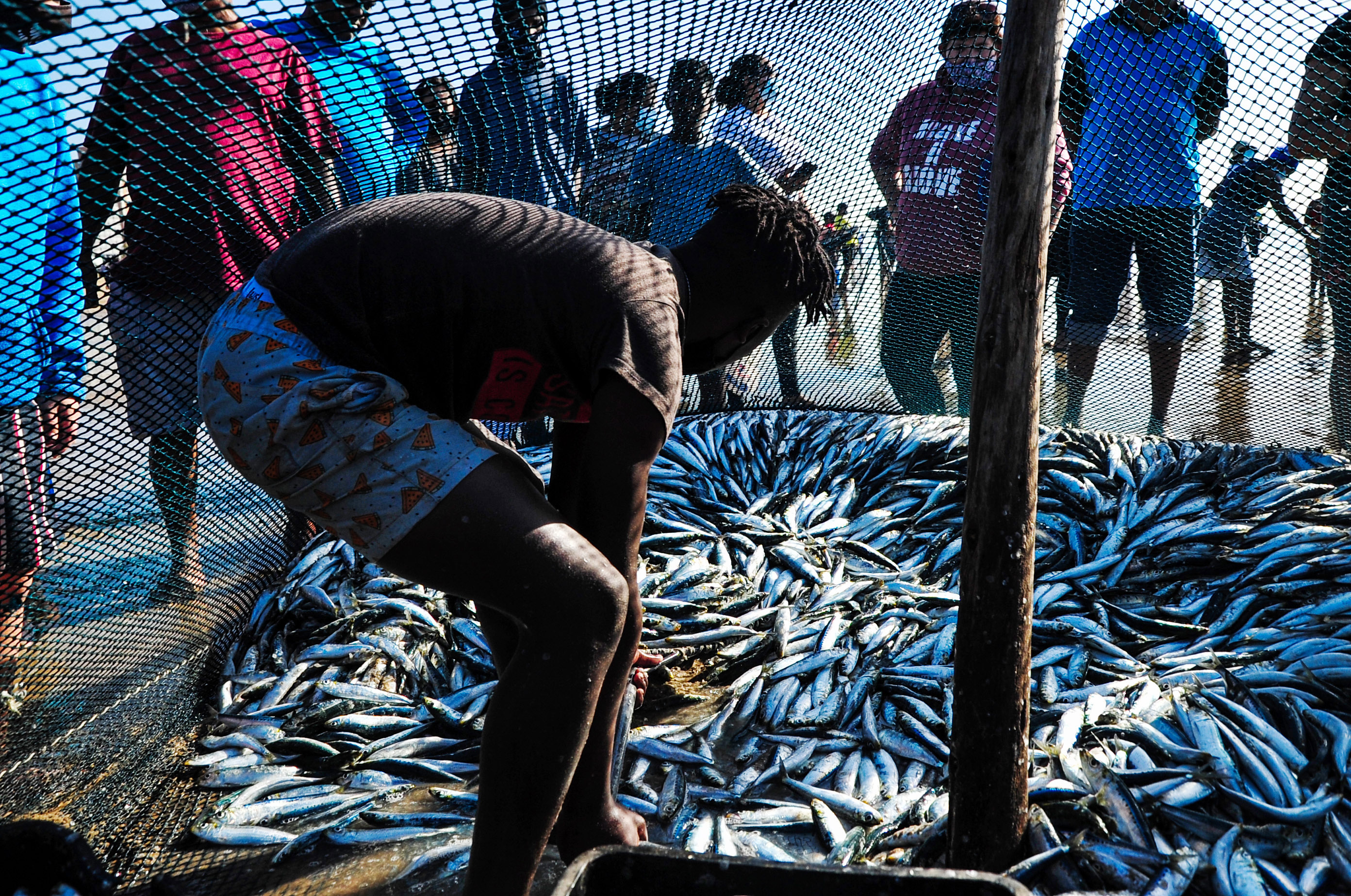 The Greatest Shoal on Earth: Scientists discover why sardines run