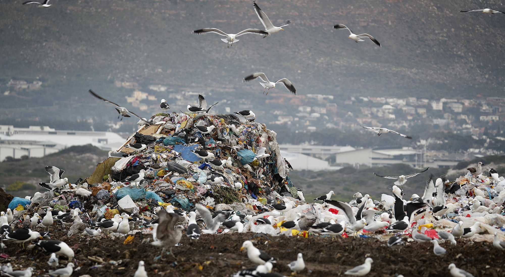 Waste not, want not: Western Cape to ban organic waste from landfills, starting with 50% reduction in 2022