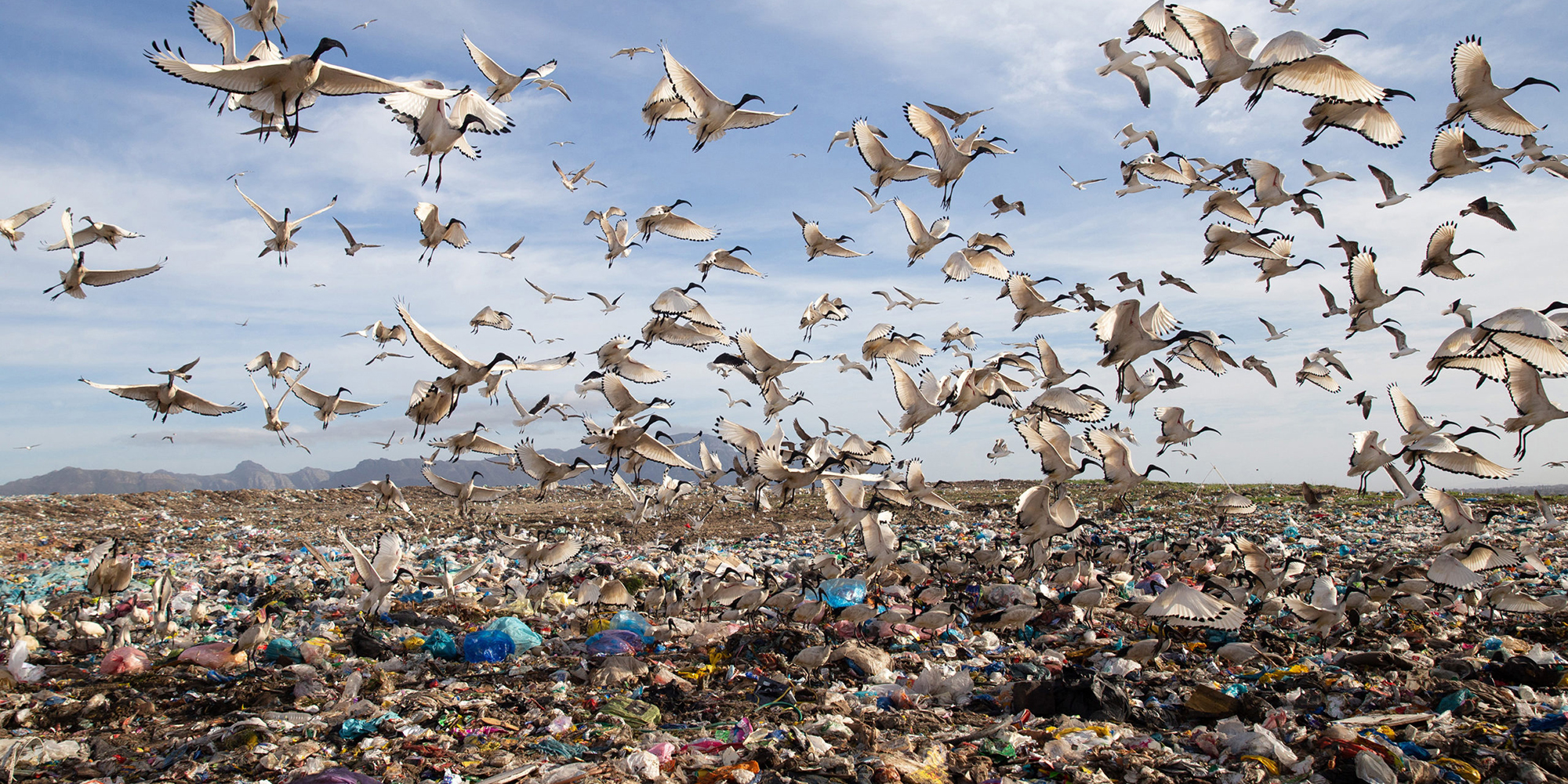 Nature reserve and communities collide in Cape Town’s landfill controversy as Coastal Park nears capacity