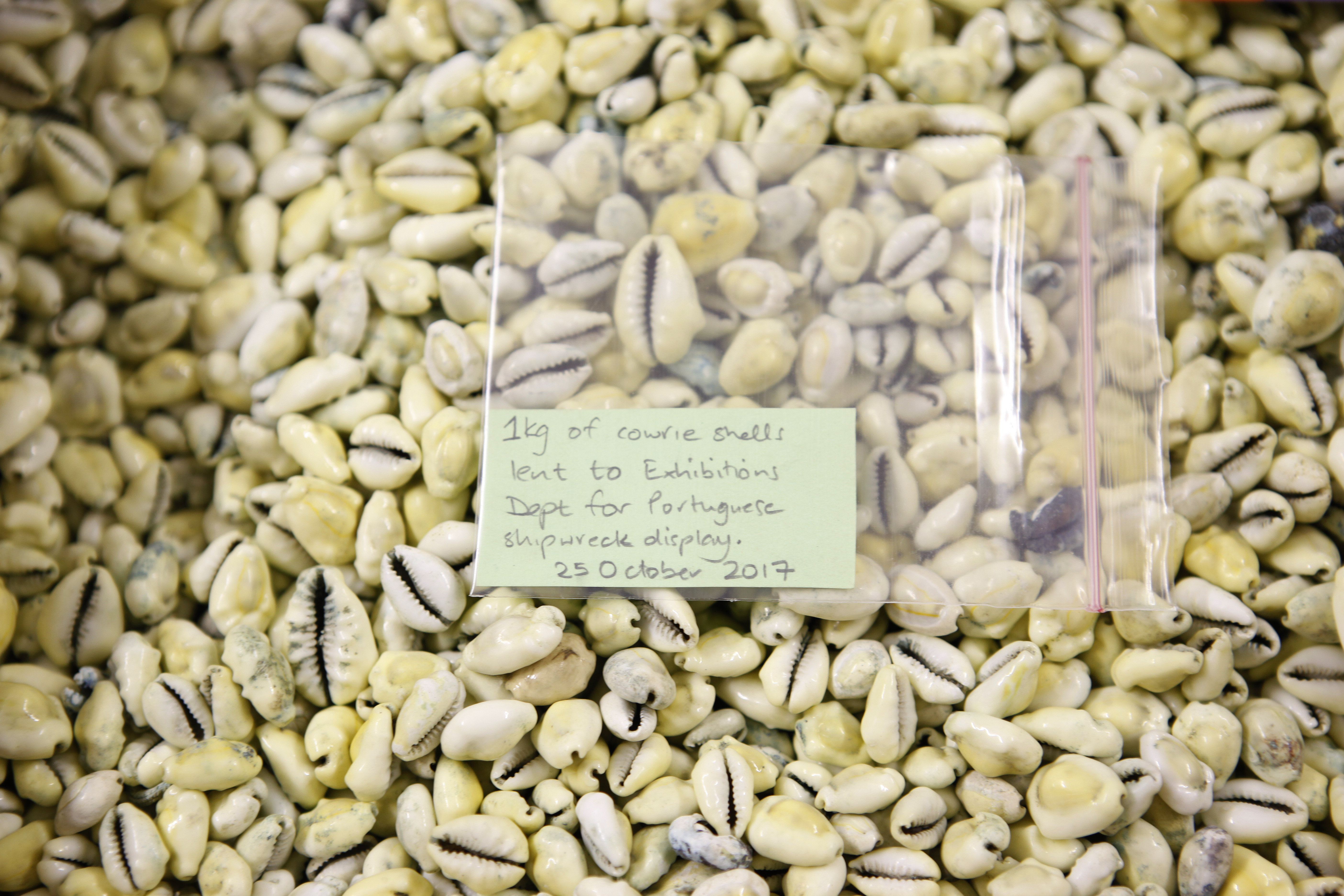 Small seashells tell a big story of slavery and transoceanic trade 500 years ago