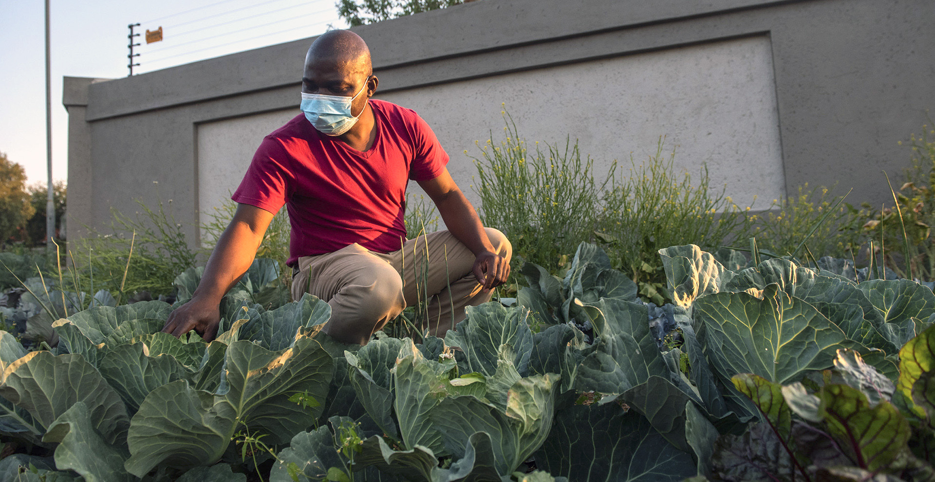 The Cabbage Bandit is quietly rotating his crops and hopes that this time the cops stay away