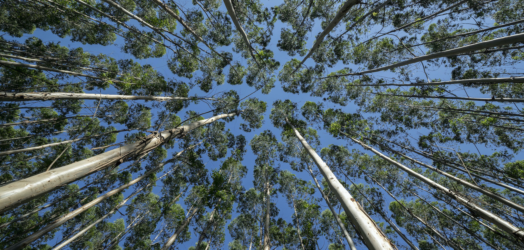 Running in circles: How the paper industry is the epitome of the circular economy