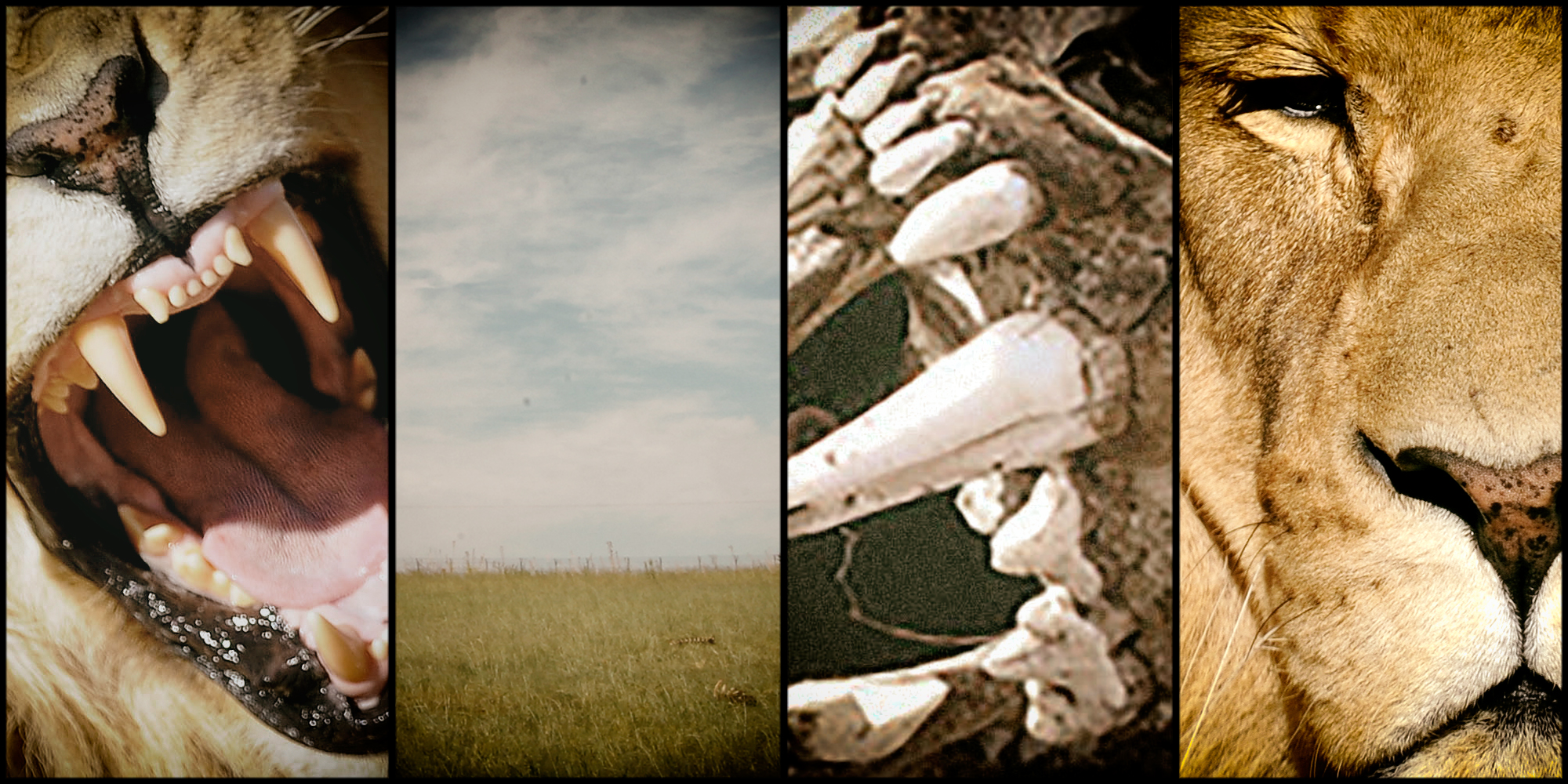 Sacredness vs science in lion conservation: Environment Ministry opens up a very big can of worms