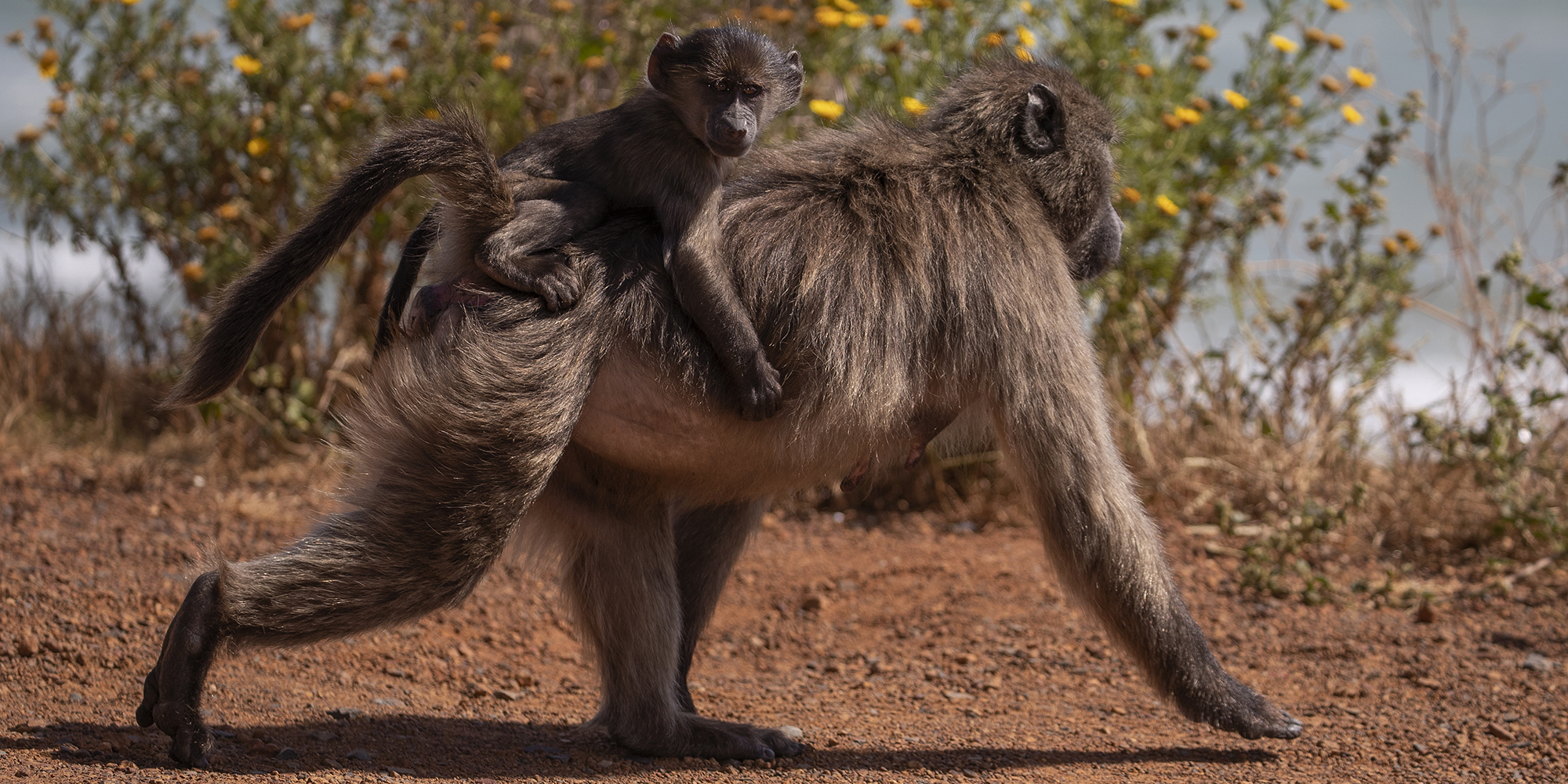 Knysna’s ad for a professional hunter to shoot alpha male baboons a throwback to an unscientific past