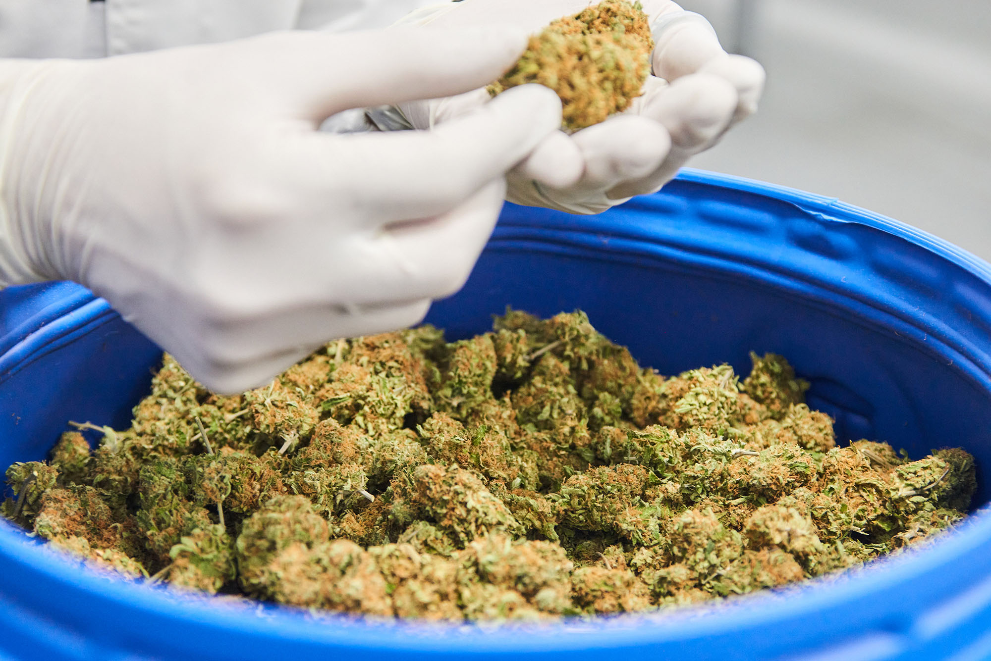 Toking issue: Lobbyists pick holes in cannabis possession bill