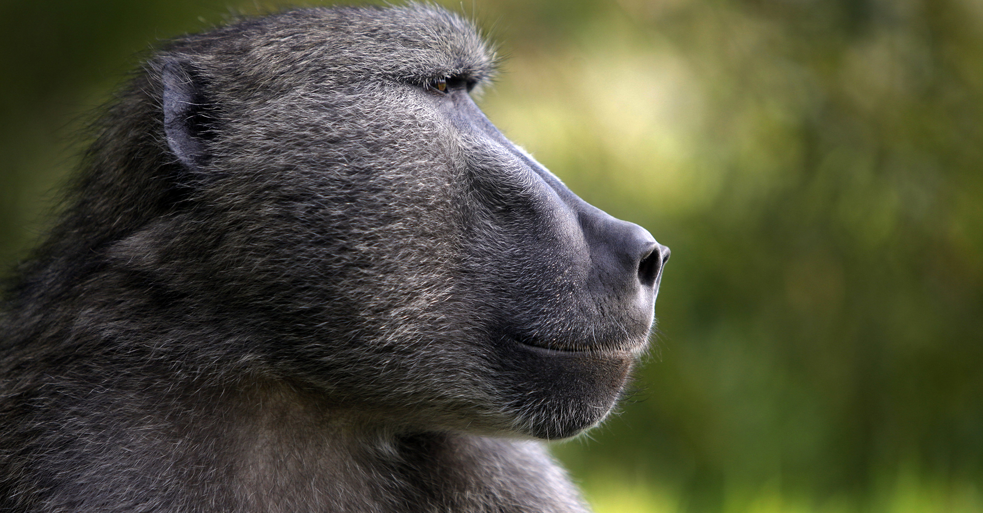 Authorities okay hunting and killing of Cape baboon despite call to Minister Creecy for a moratorium