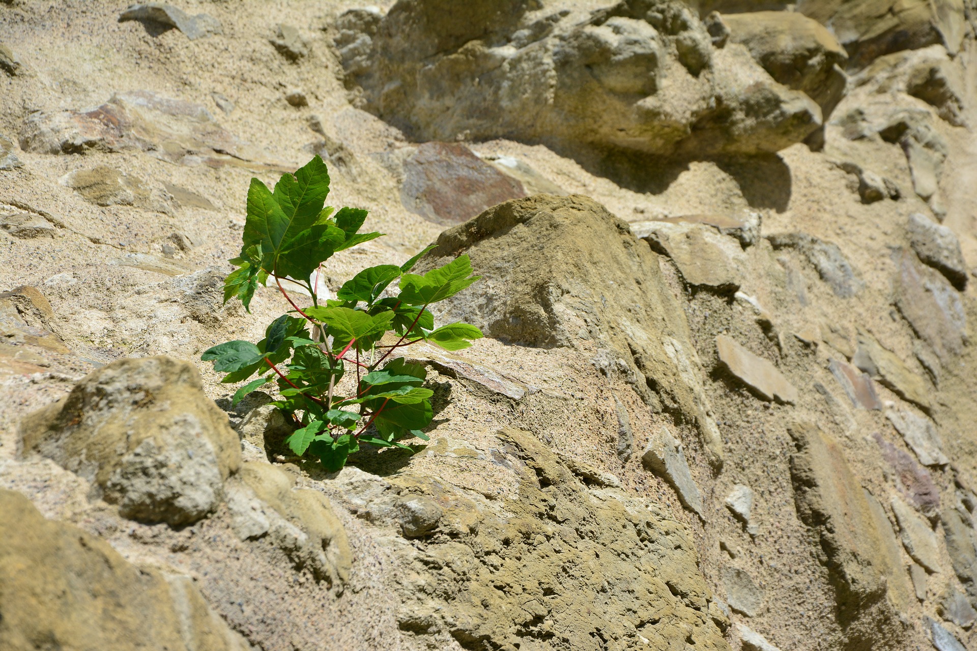 Life from Stone: The Imp of Spring and the passing of thyme