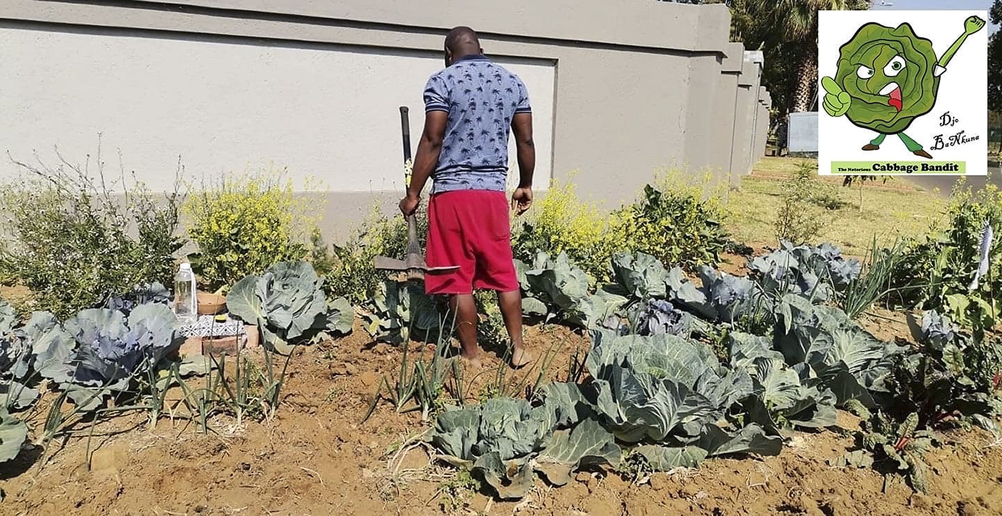 A tricky patch: Pretoria resident awaits wrath of law for growing vegetables on pavement