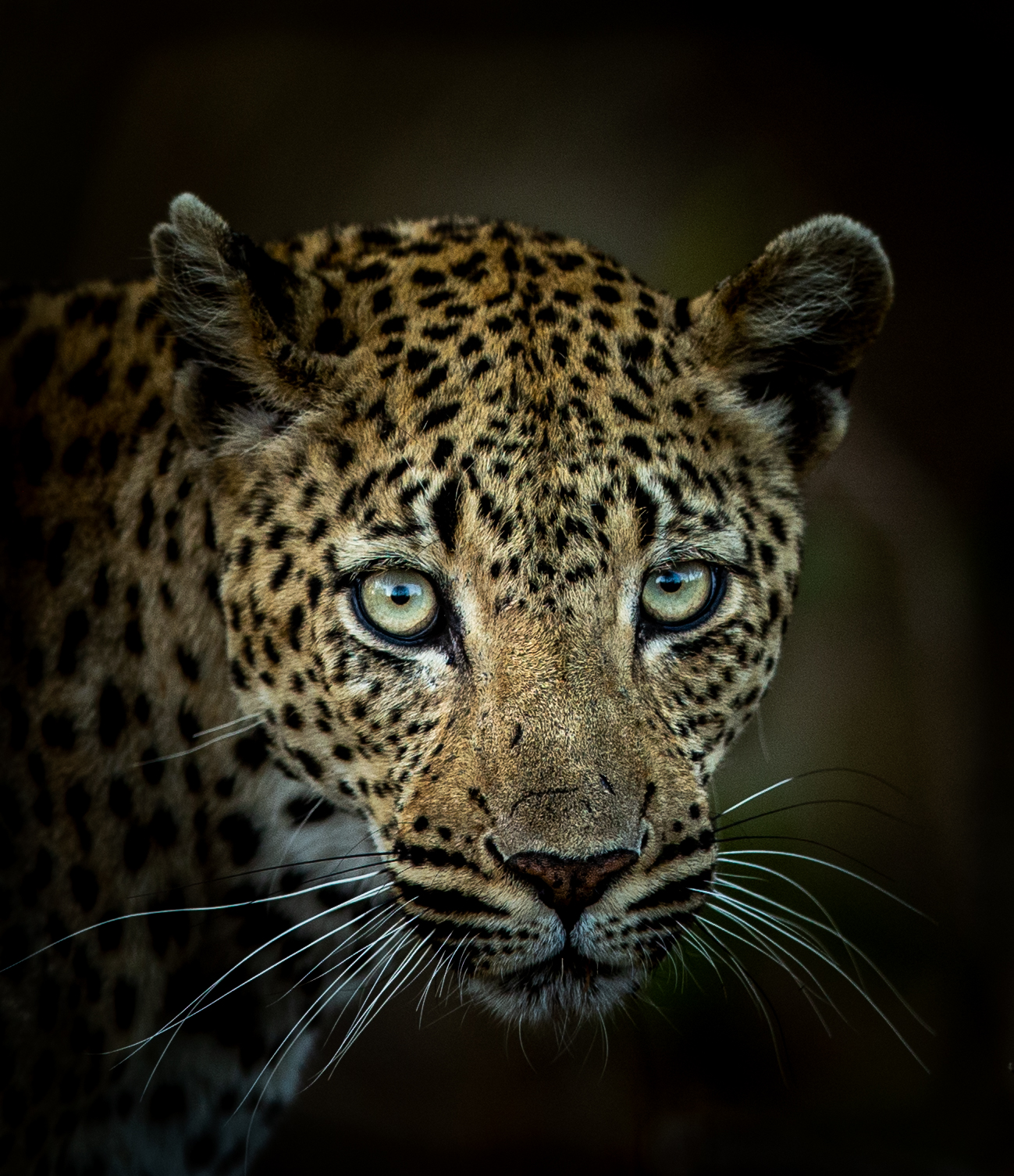 ildlife Photographer: Francois Fourie @ffwildlife_photography