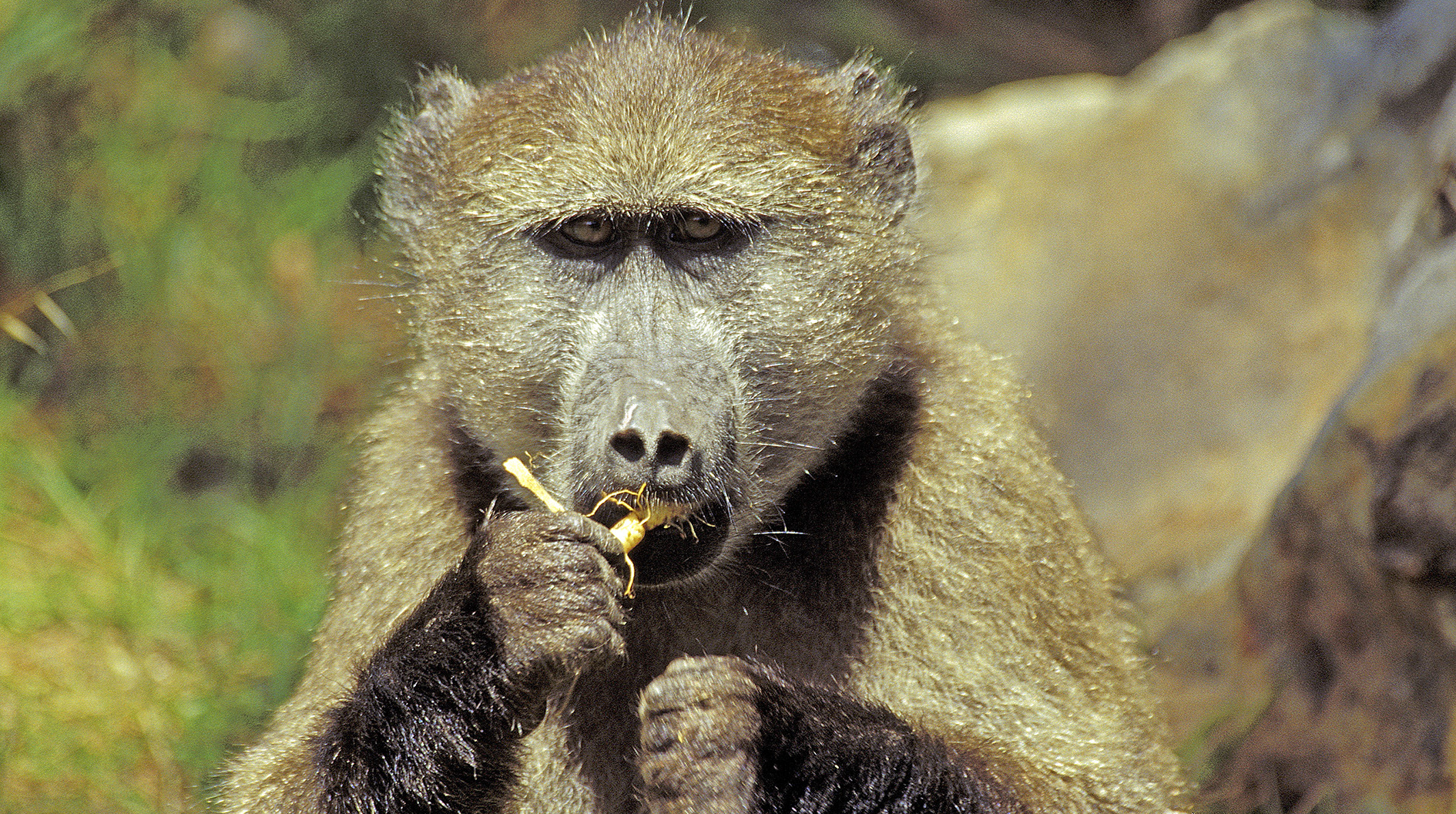 HWS should explain in detail how it is justifiable within any civilised society to kill baboons