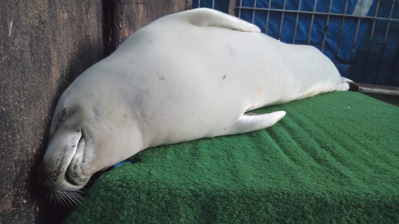 Lessons aquatic: What the travels of three seals to South Africa can teach marine researchers