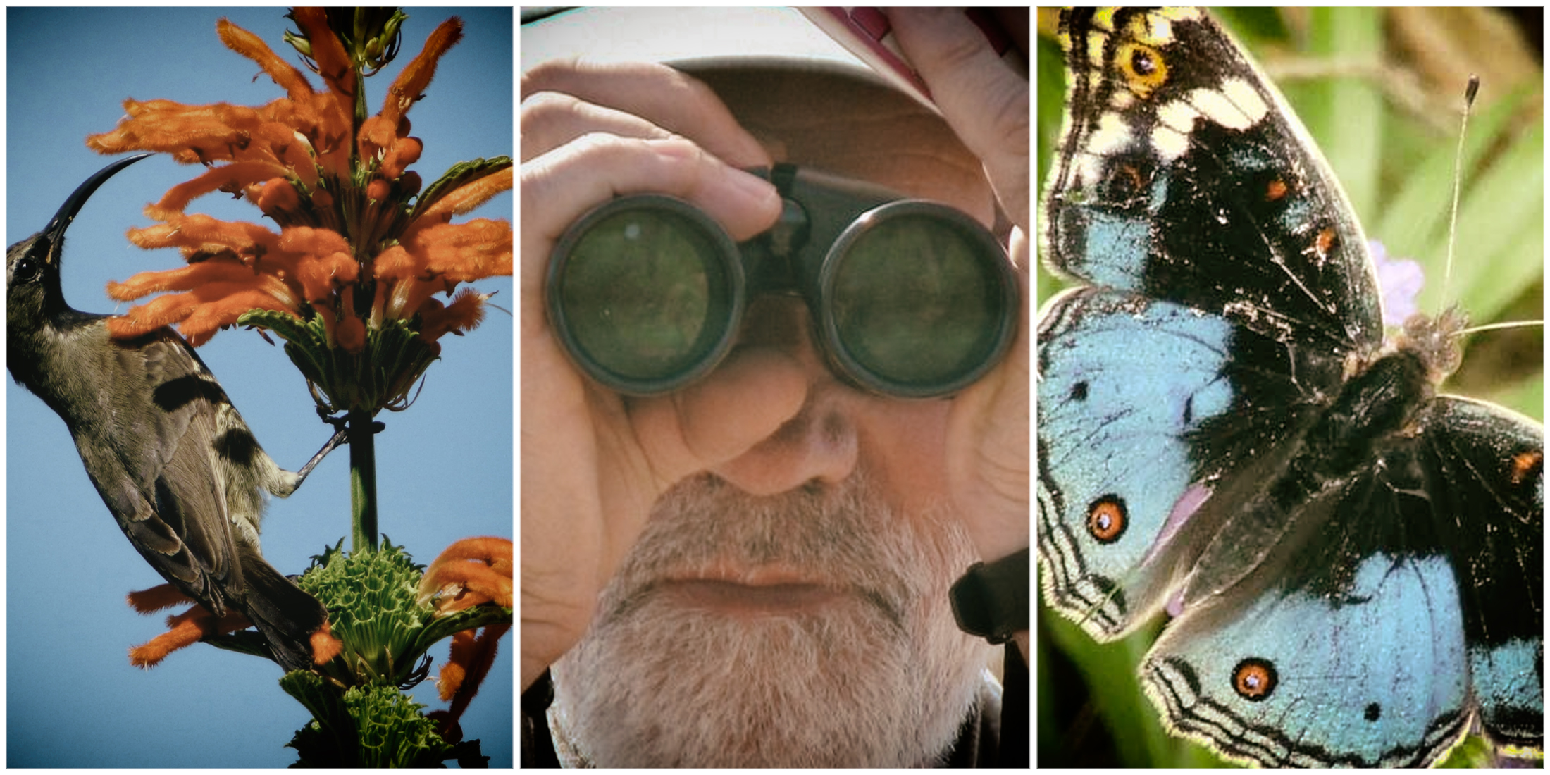 On a wing and a prayer: How perestroika put a Cape bird-lover on a fascinating new path