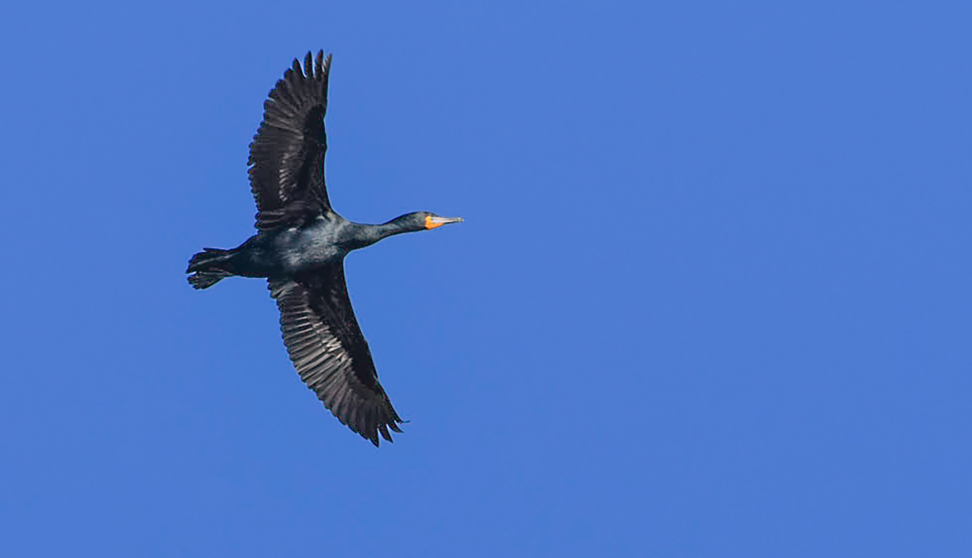 Thousands of endangered seabirds killed by H5N1 avian influenza outbreak
