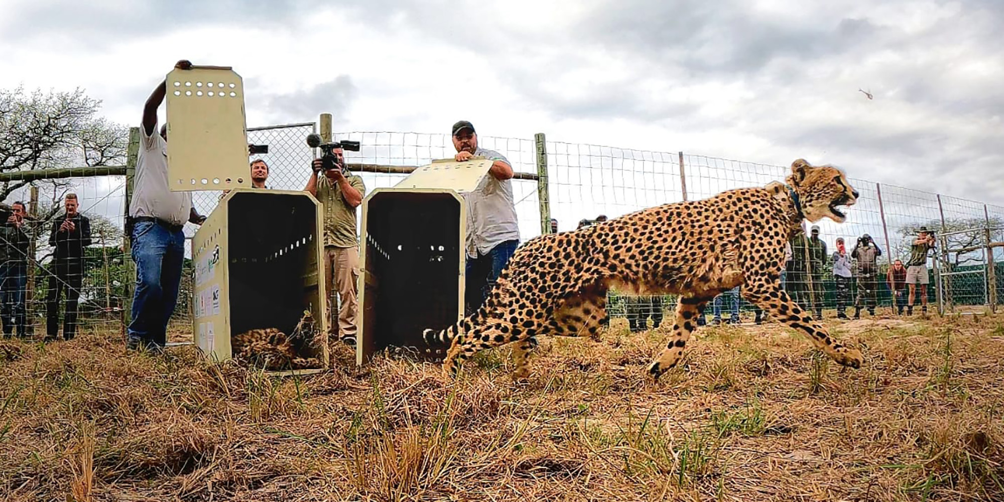 Running for their lives: Speed cats return to southern Mozambique after six decades