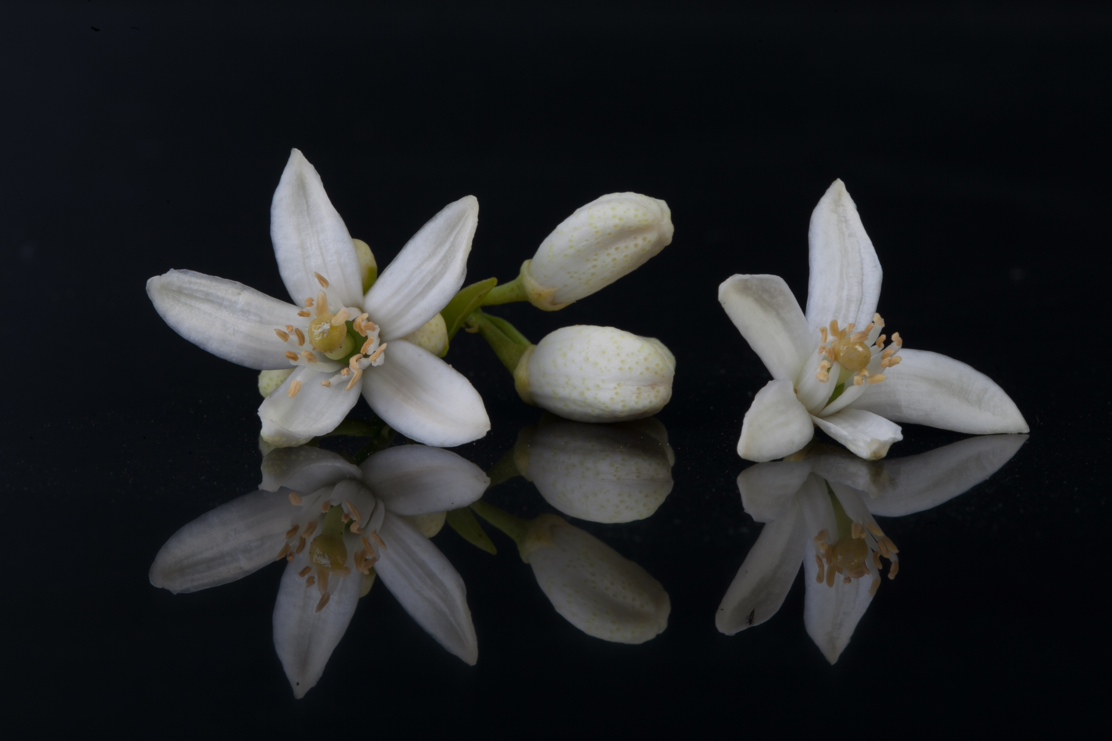 Year of the Orange 0.2: The Beginning