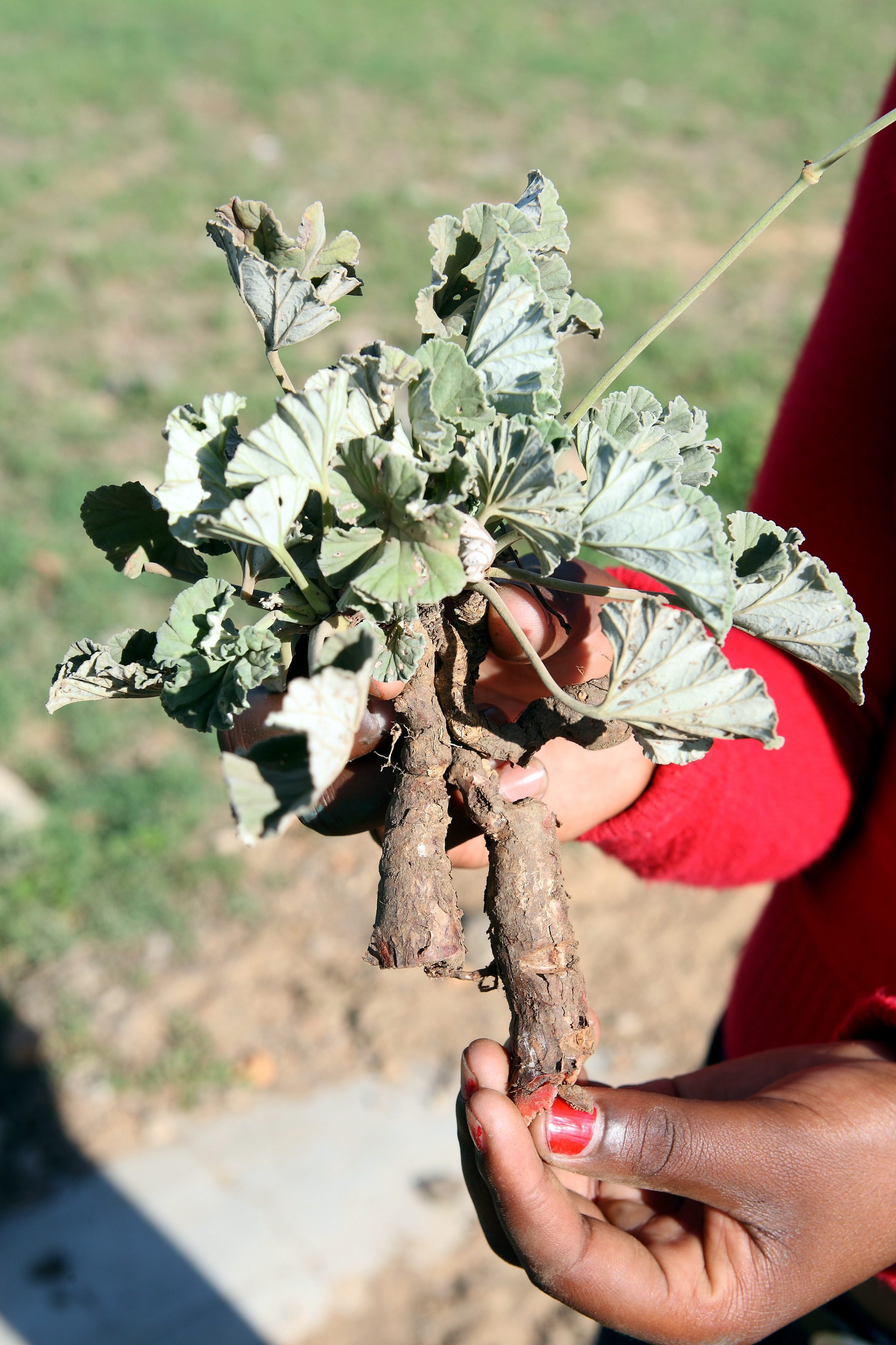 Herbal skin treatments in Uganda get an important scientific boost