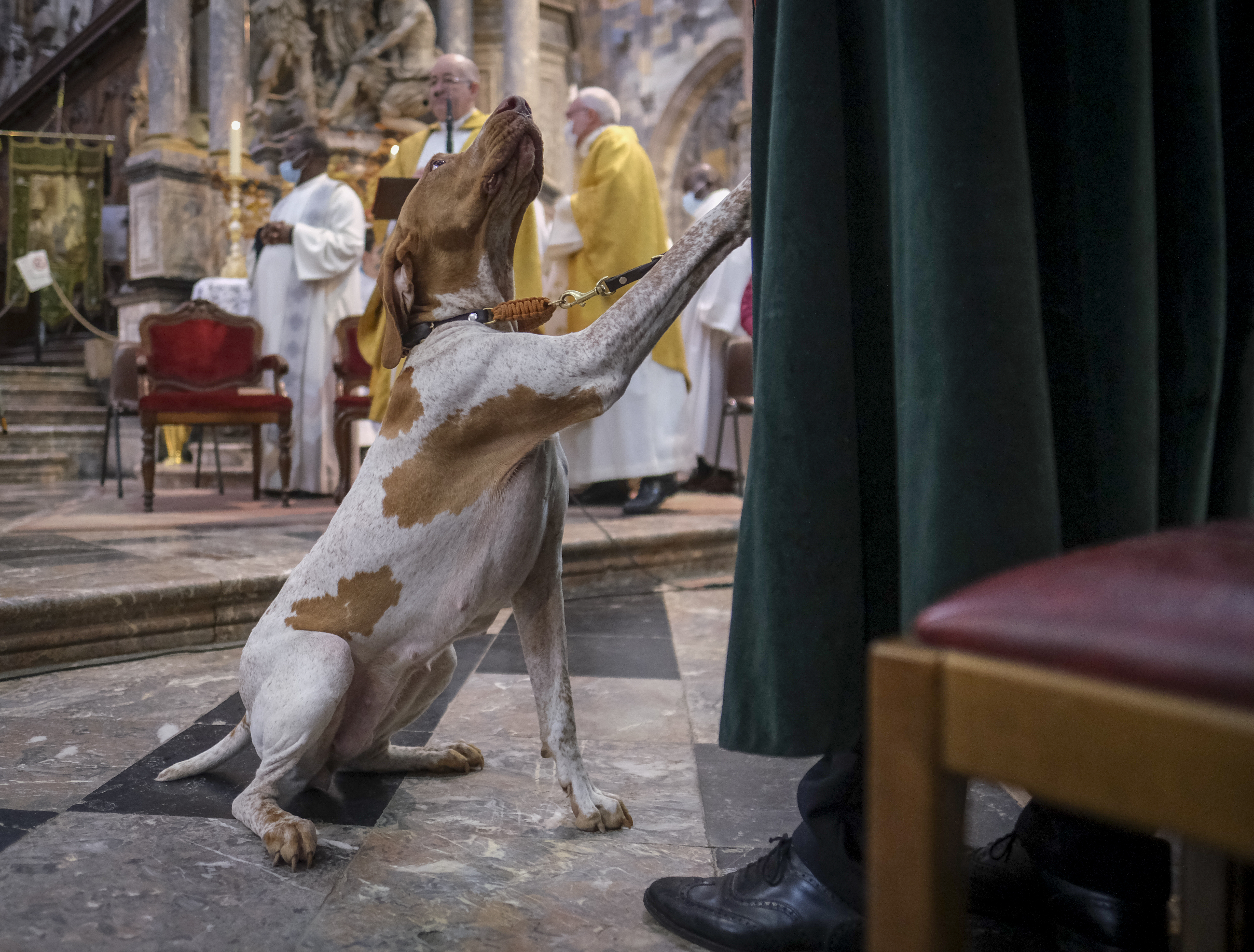 Blessing of domestic animals on Saint Hubert celebrations