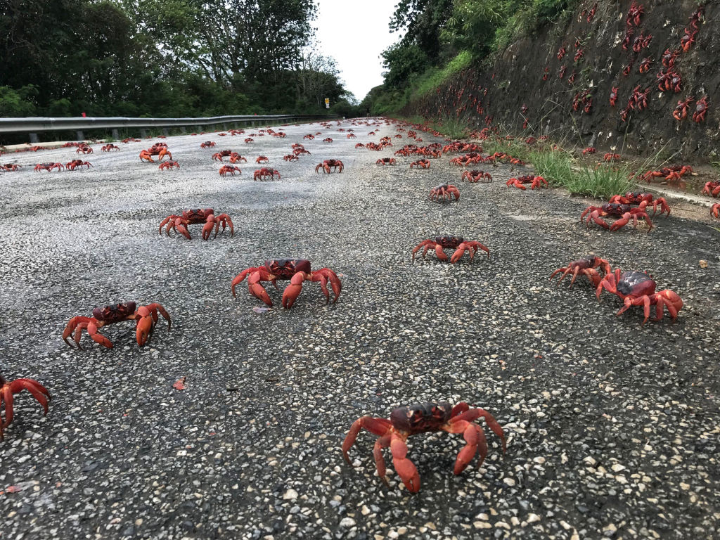 Millions Of Red Crabs Make Their Way To Ocean As Part Of Annual Migration On Christmas Island