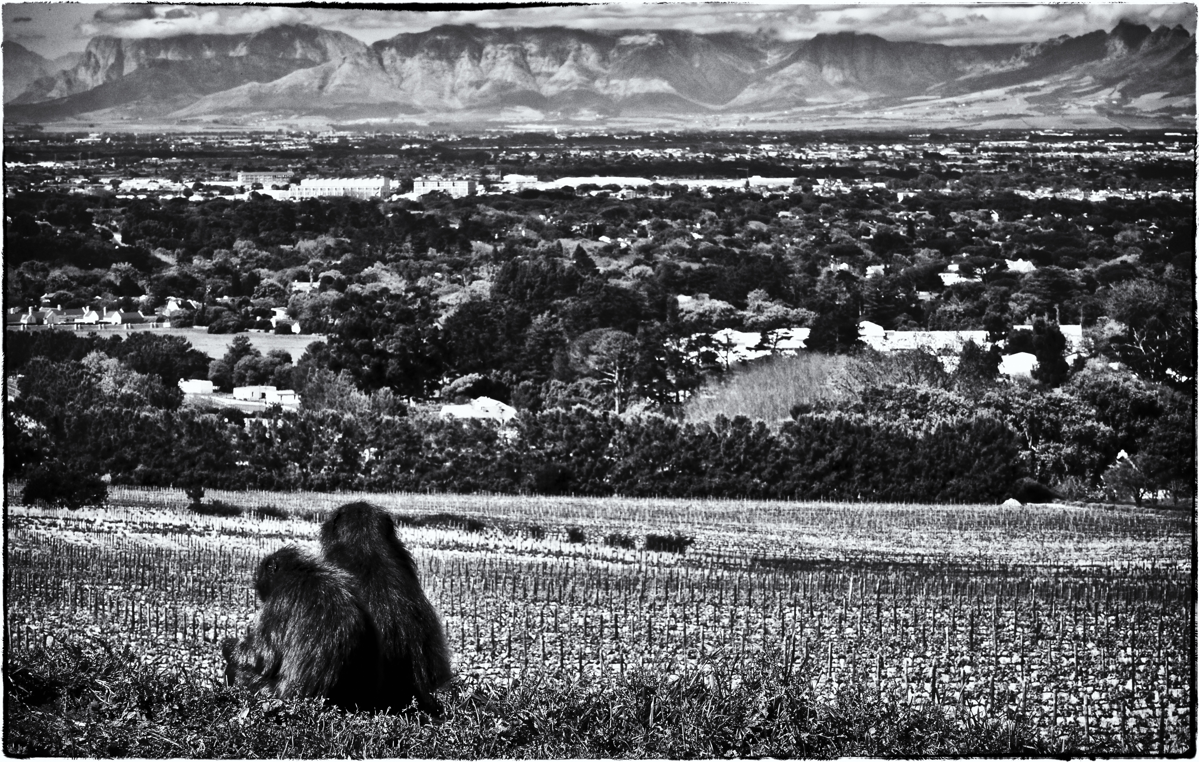 Why baboons can’t take photographs