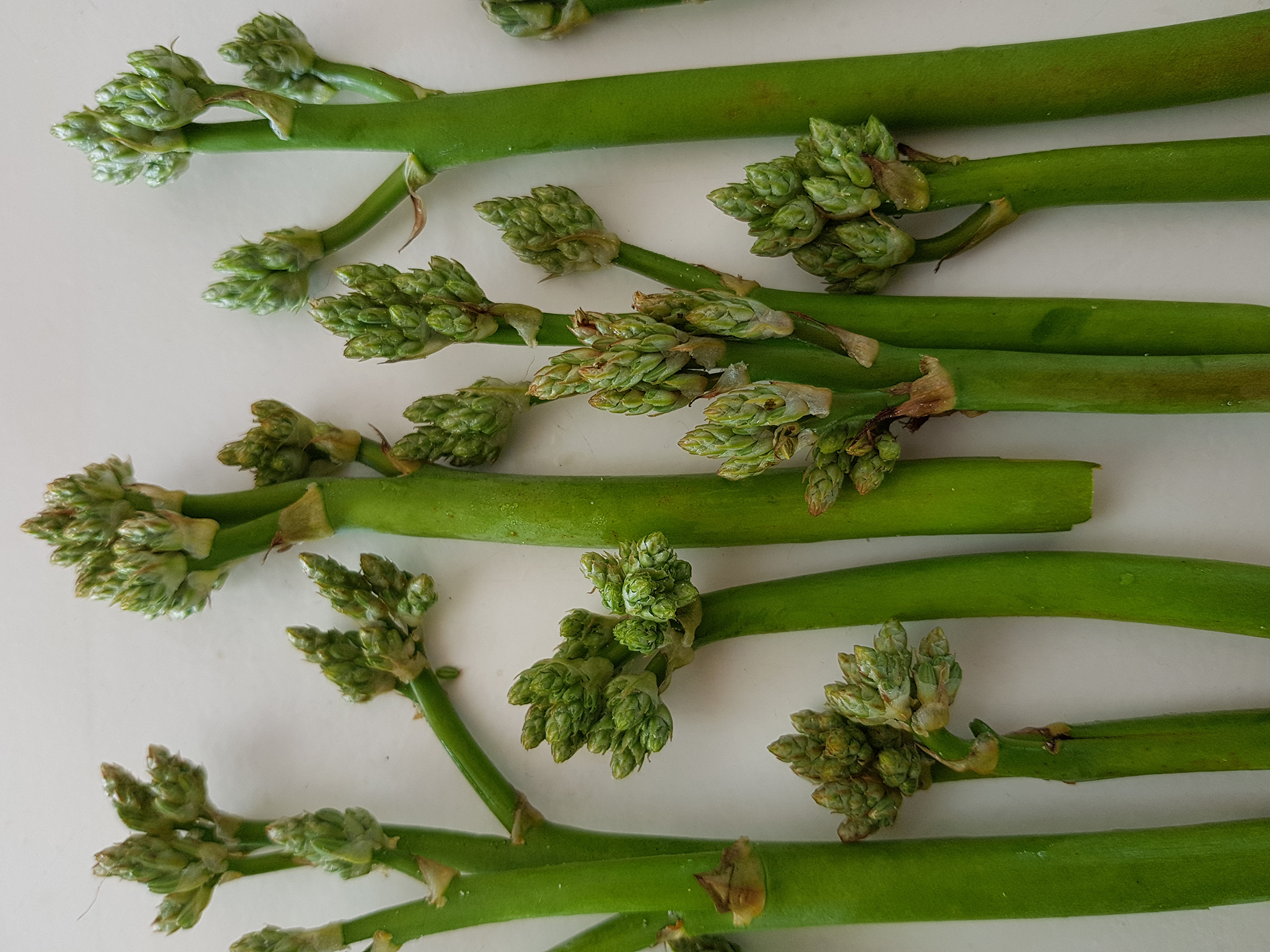 Sandkool & Brakslaai: Indigenous food comes to market