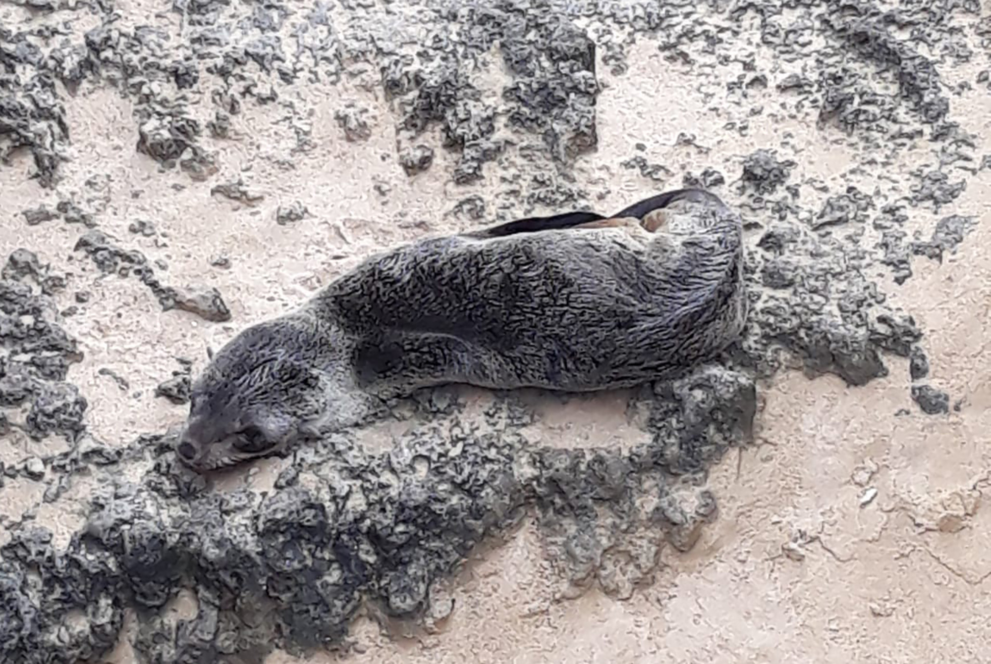 Ripple effect: The sad story of the Western Cape ‘refugee’ seals