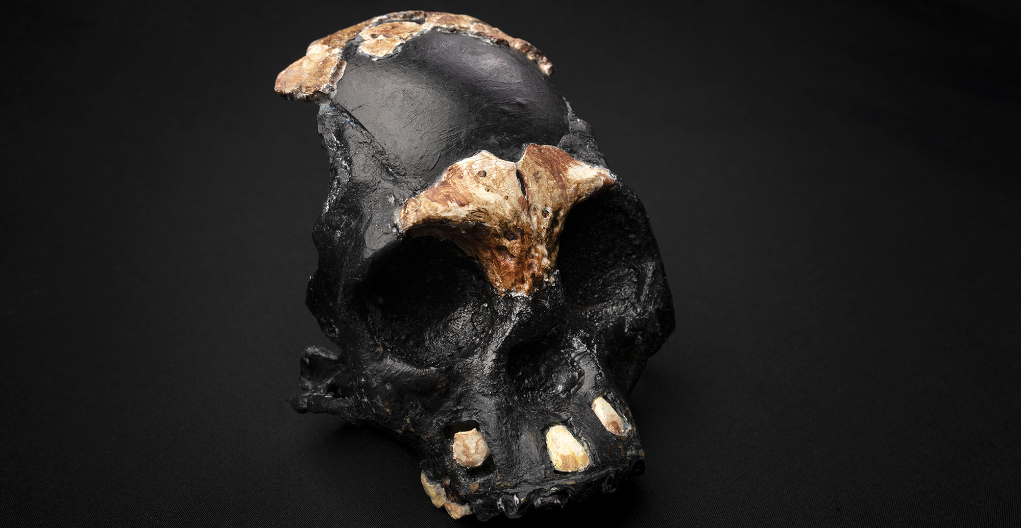 Juvenile Homo naledi skull find mystery: Did our ancient relatives bury their dead?