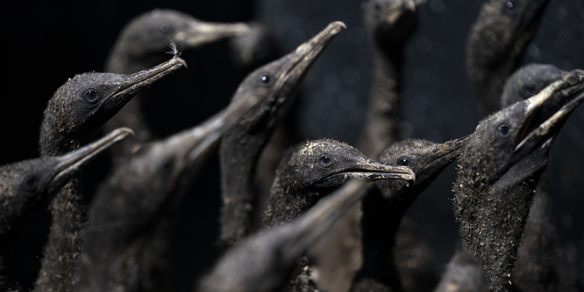 Deadly disease wreaks havoc in endangered Cape cormorant population