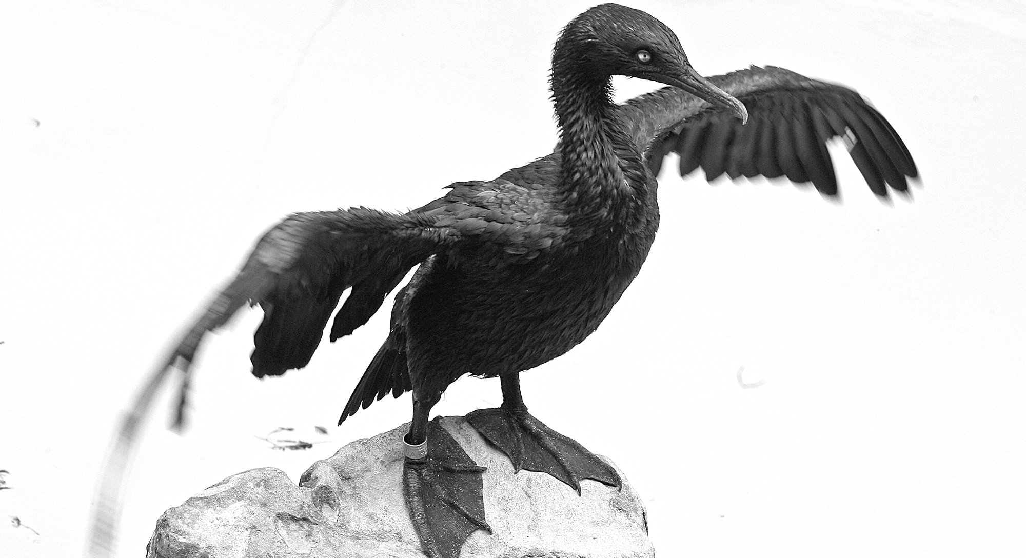 Thousands of dead migrant seabirds wash up on Canadian shores, avian flu suspected