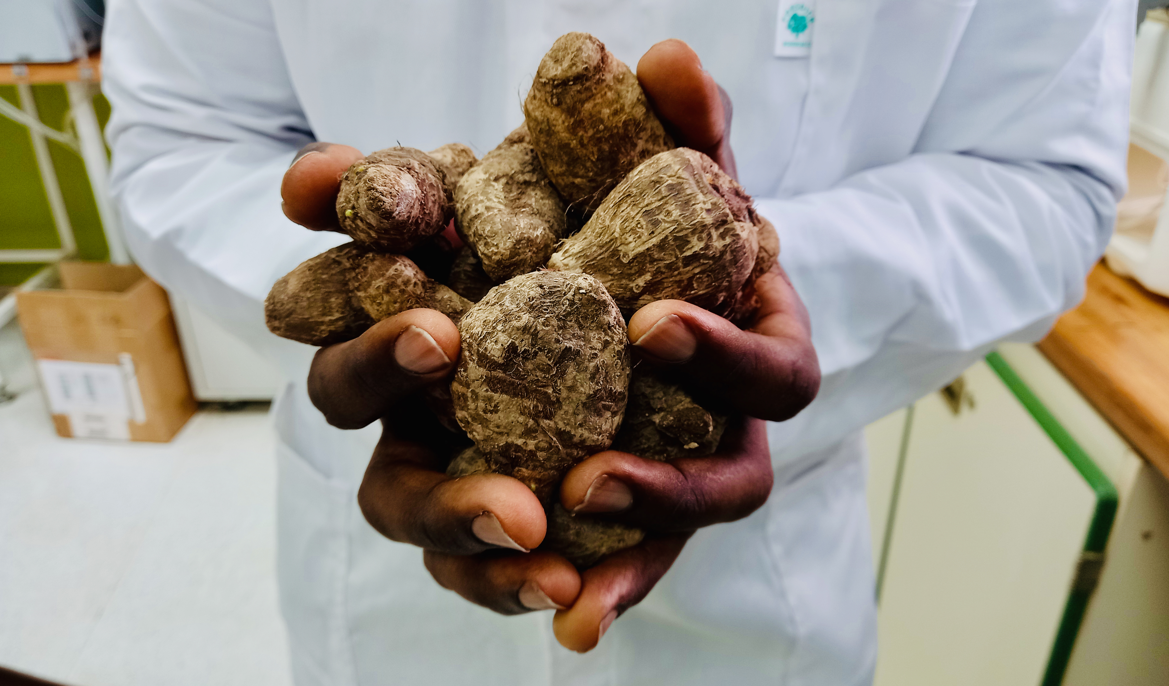 Fruity ants, amadumbe and the present and future of food