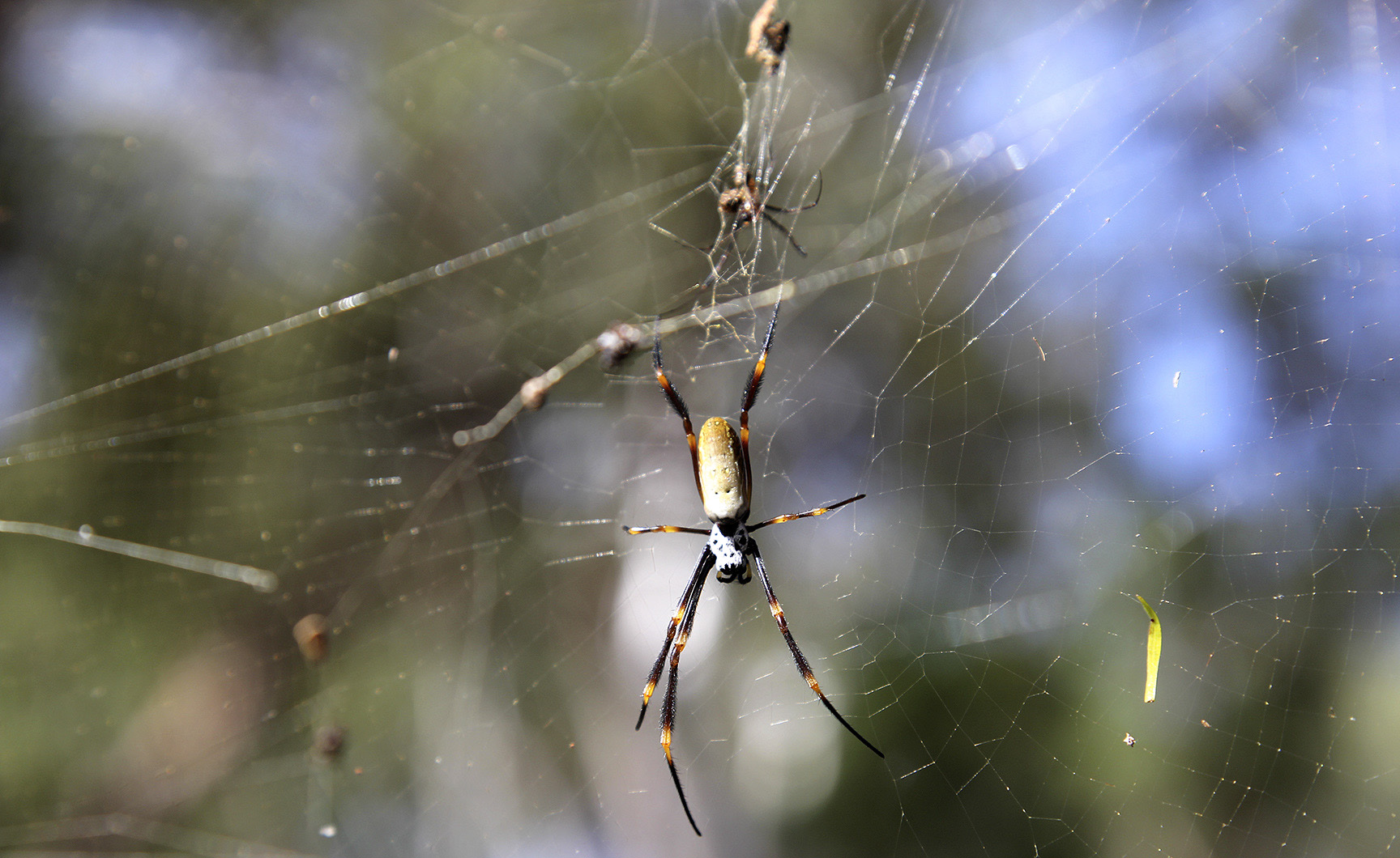 Looking for a Spider-Man sequel? The real thing is spinning a Hollyweb blockbuster in our backyards