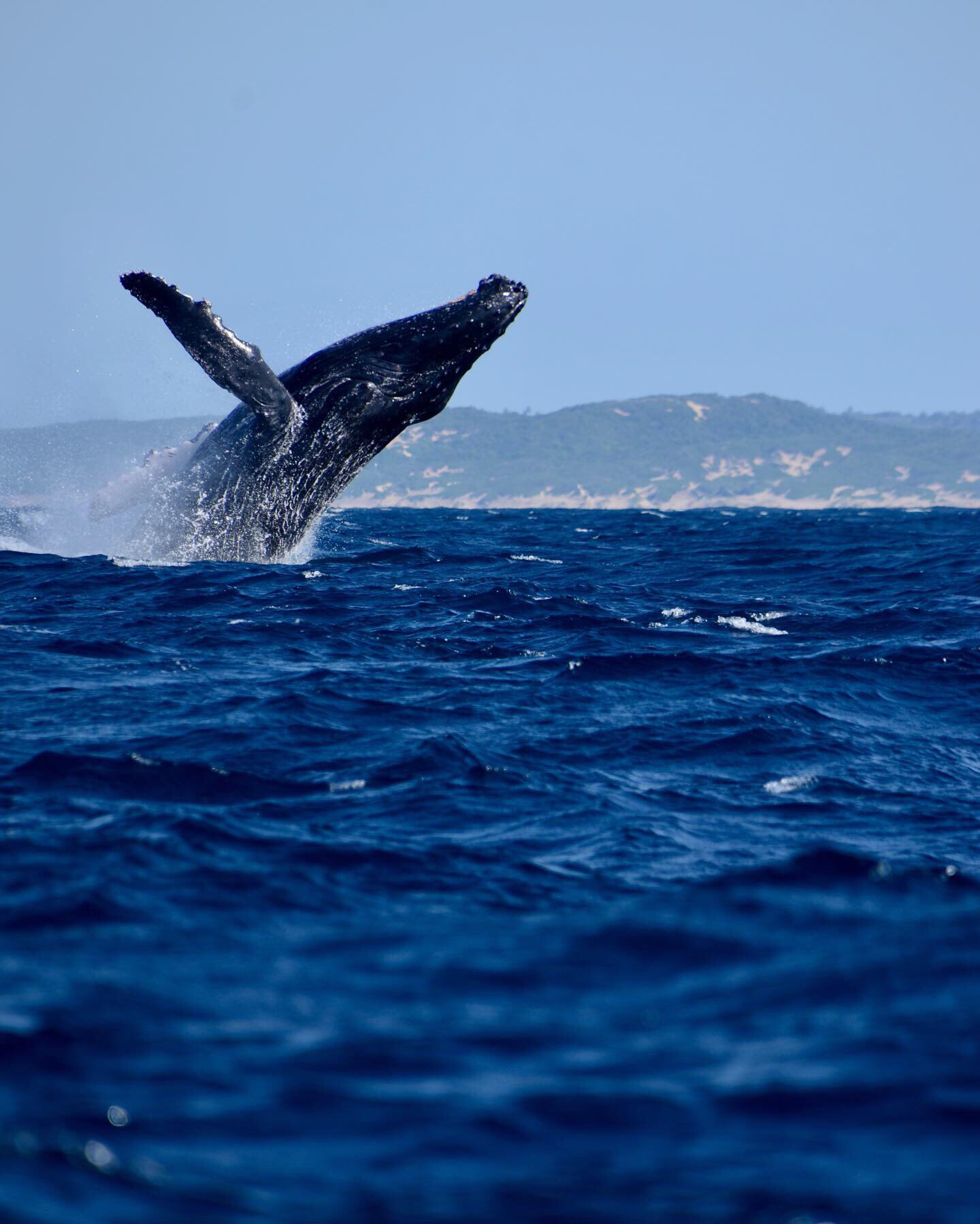 What the Shell: Why Wild Coast seismic surveys rattle the sea's great migrating whales