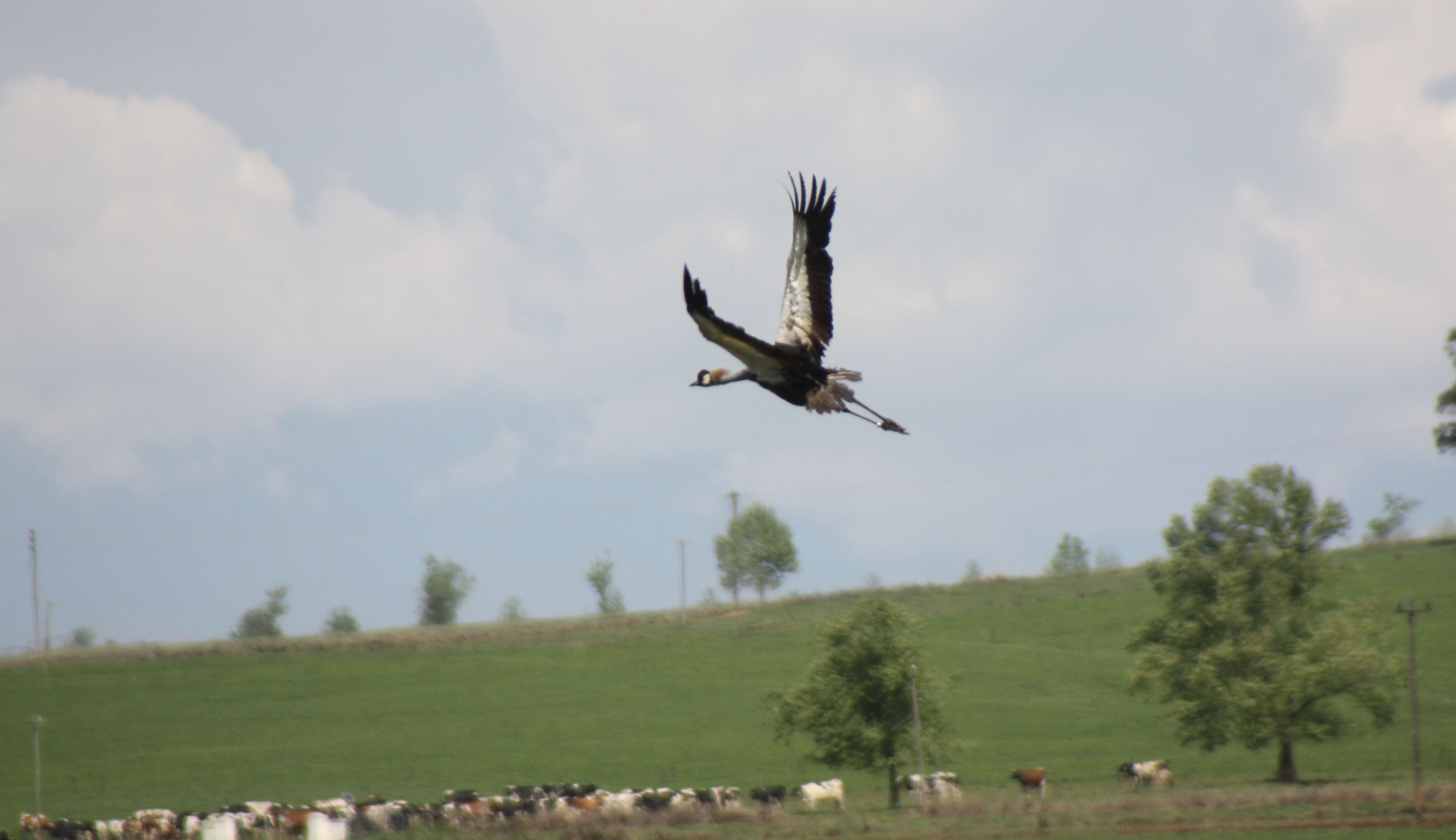 Creature comfort: No animal is turned away from this wildlife rehab centre