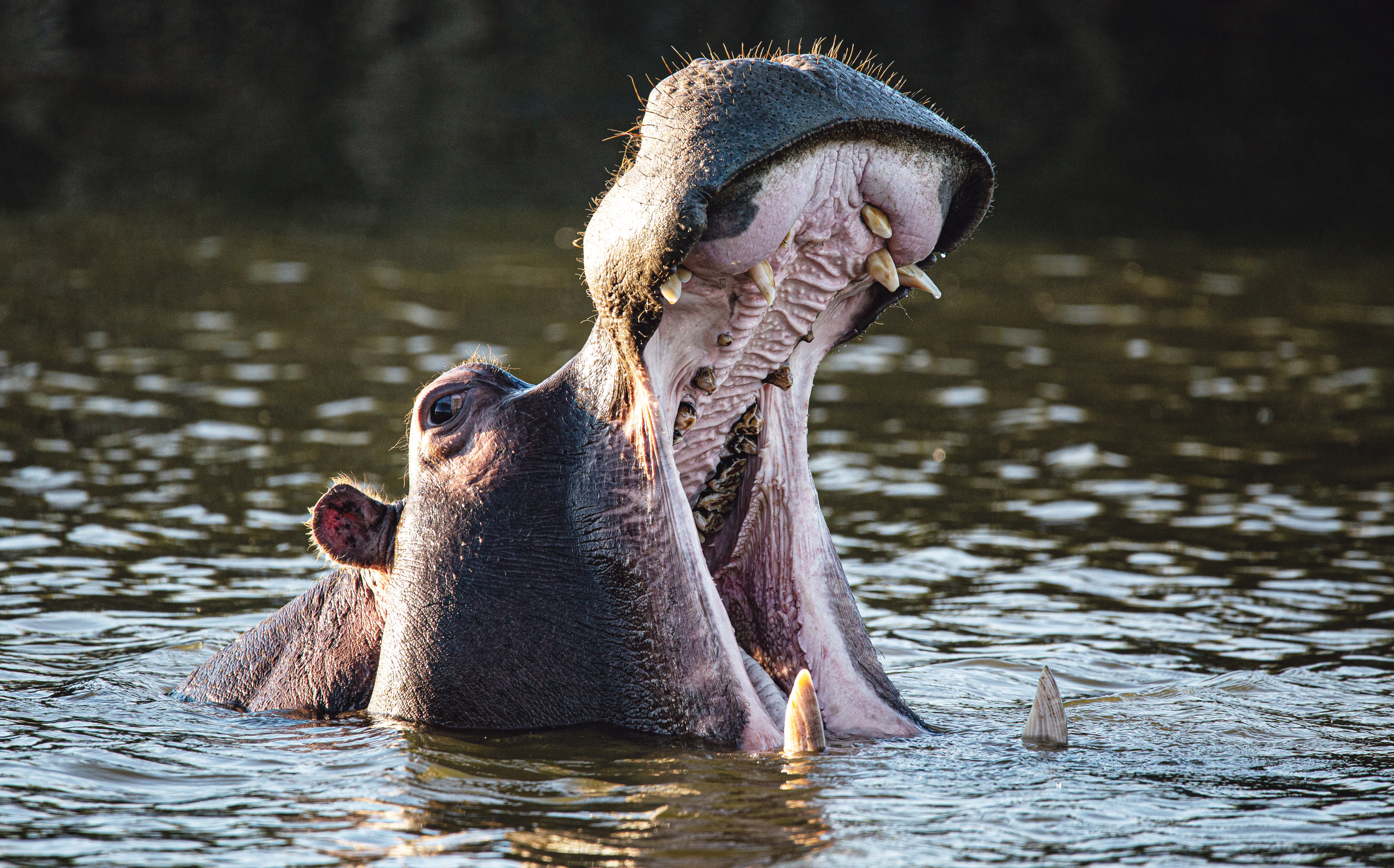 Wildest dreams: Meet the Karoo farmer who's bringing back the wilderness and resurrecting ‘dead’ towns