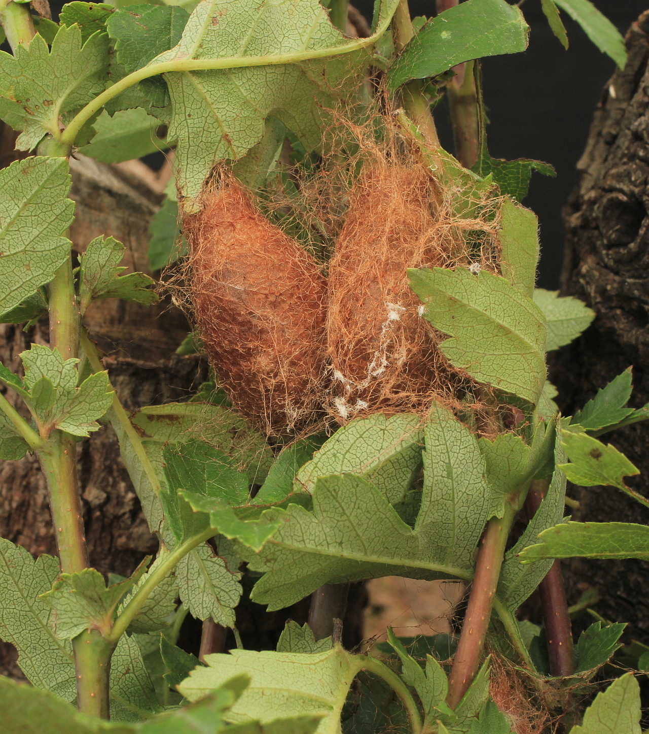 Emperor moths in the rock art of the Namib Desert shed new light on shamanic ritual