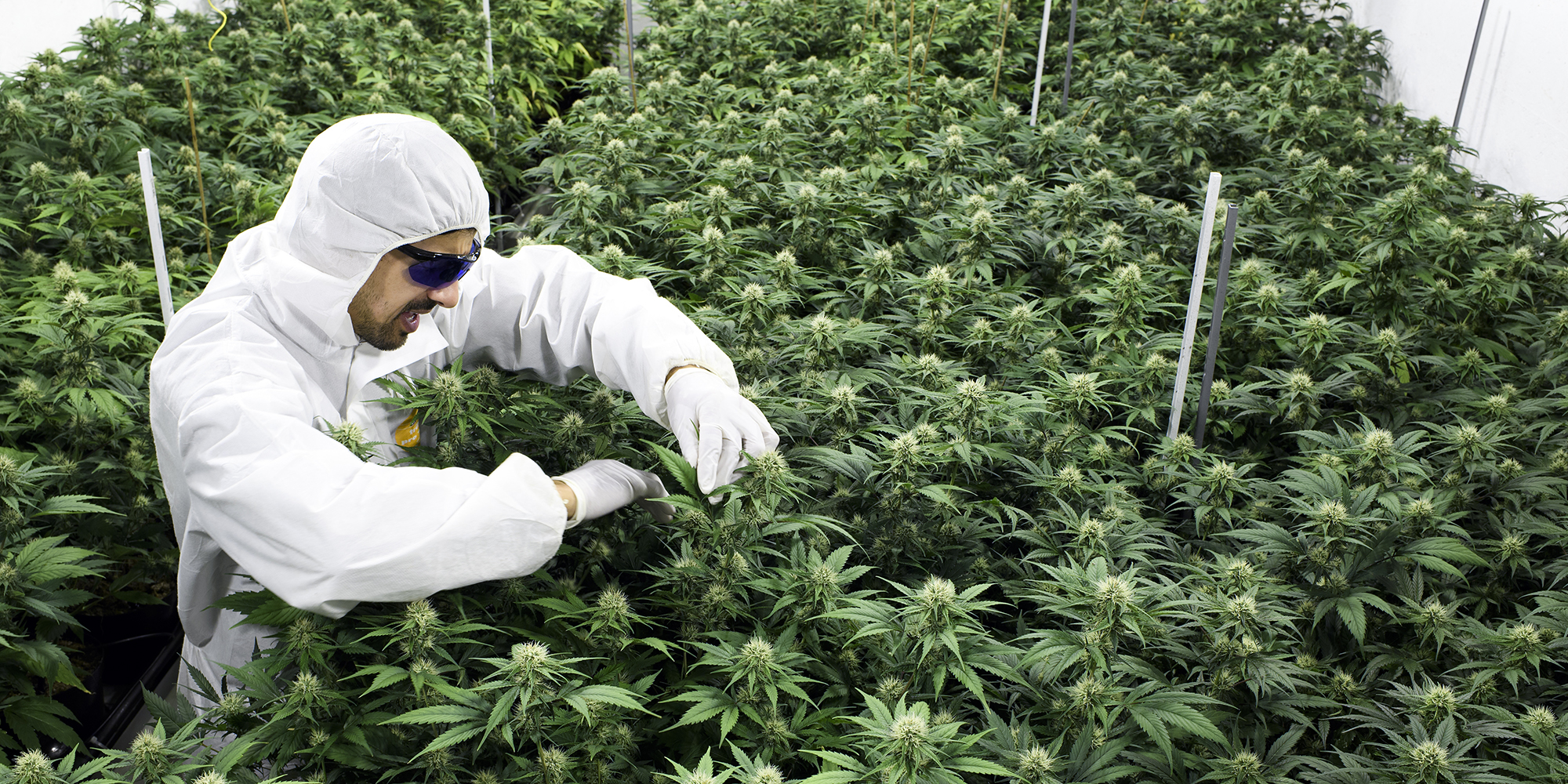 Red flags on Labat’s planned introduction of delta-8 THC products in South Africa