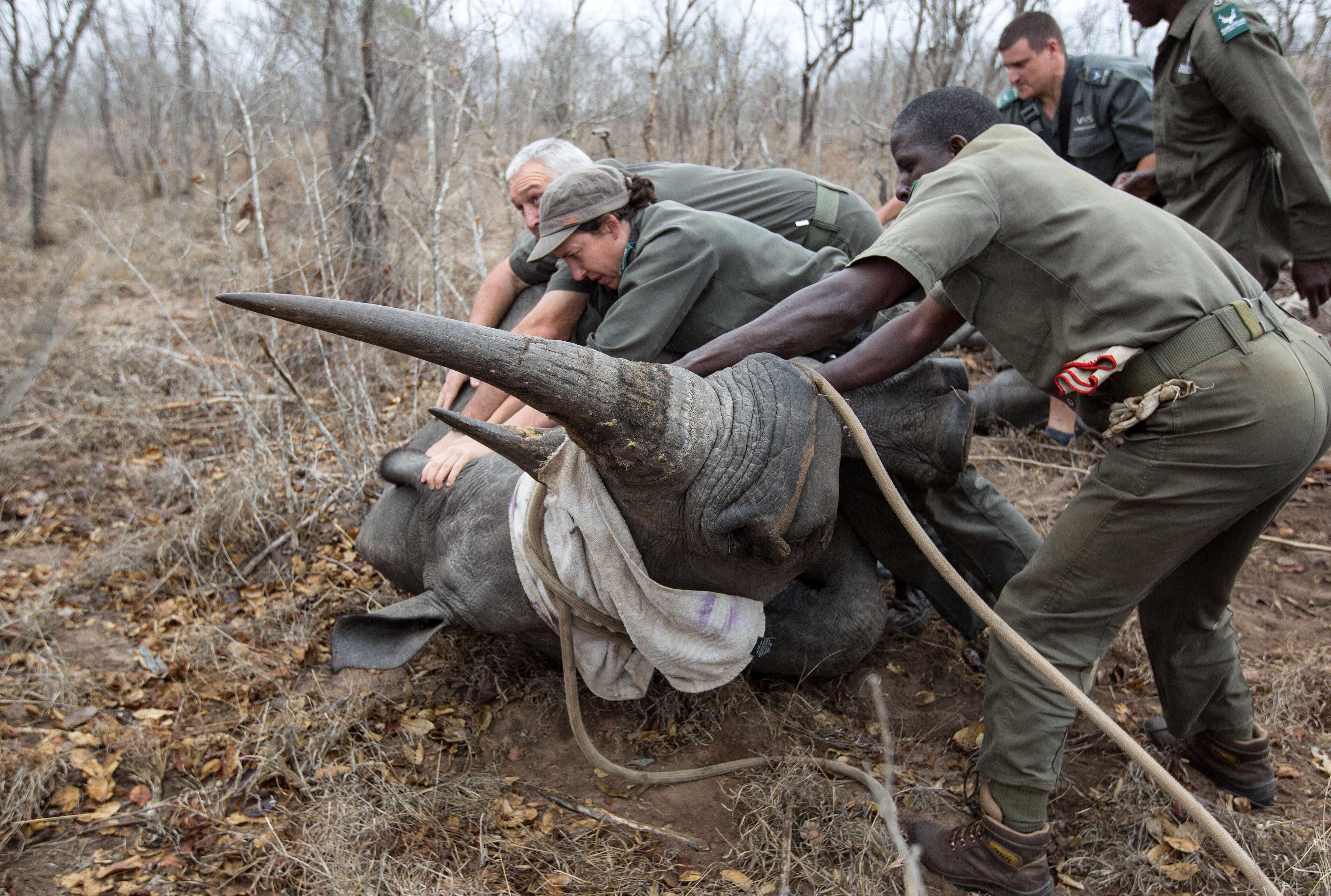 Beyond its exceptional beauty, Kruger National Park is on the ropes and hurting