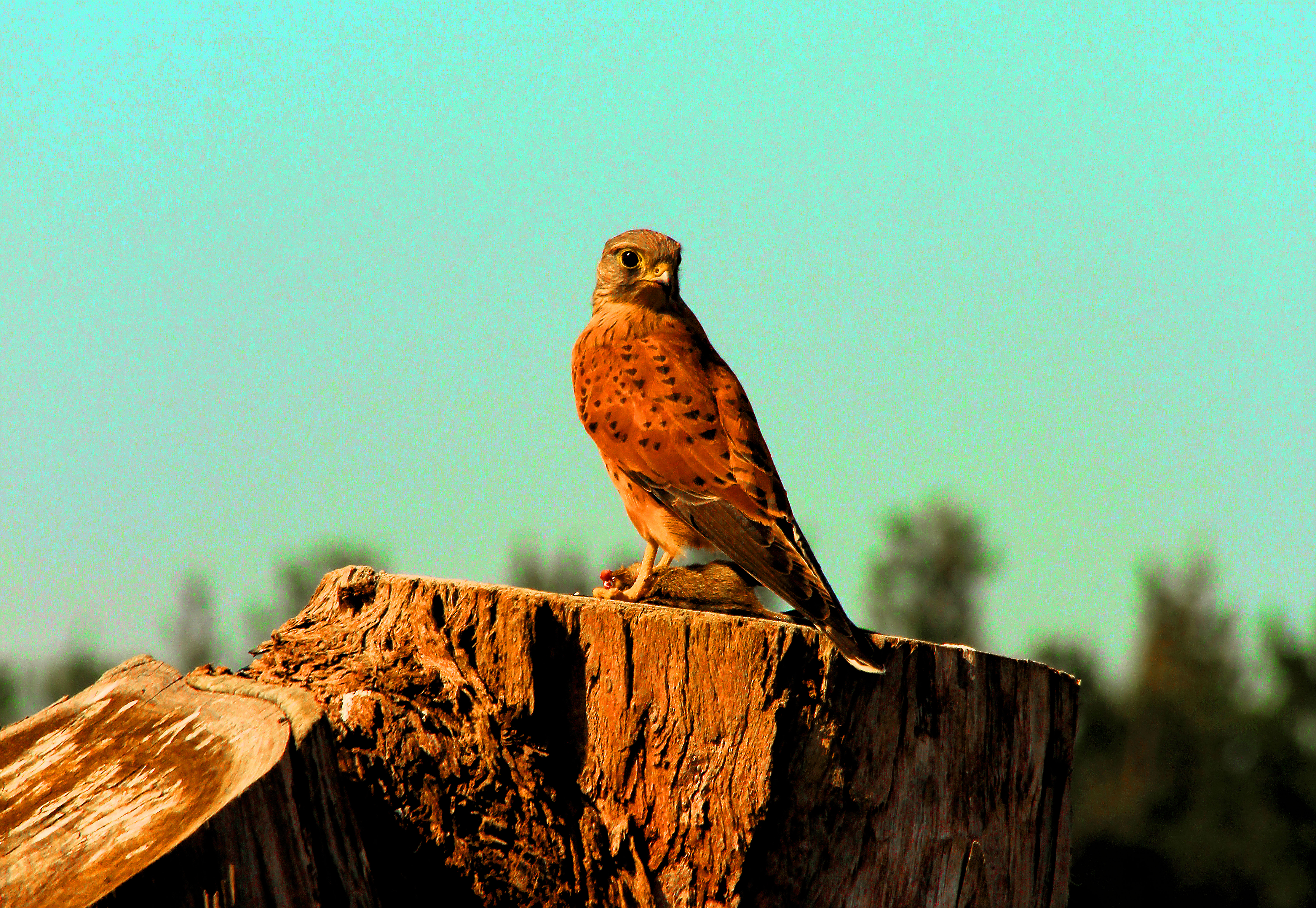 I have a picture for you! 10 January 2022 - 15 January 2022