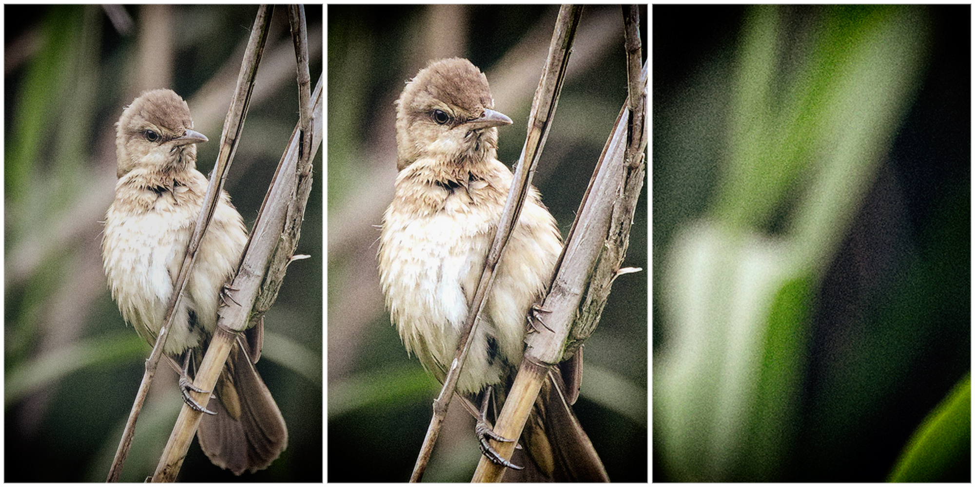 Researchers close to unravelling age-old mystery of Eurasian reed warbler’s epic flights