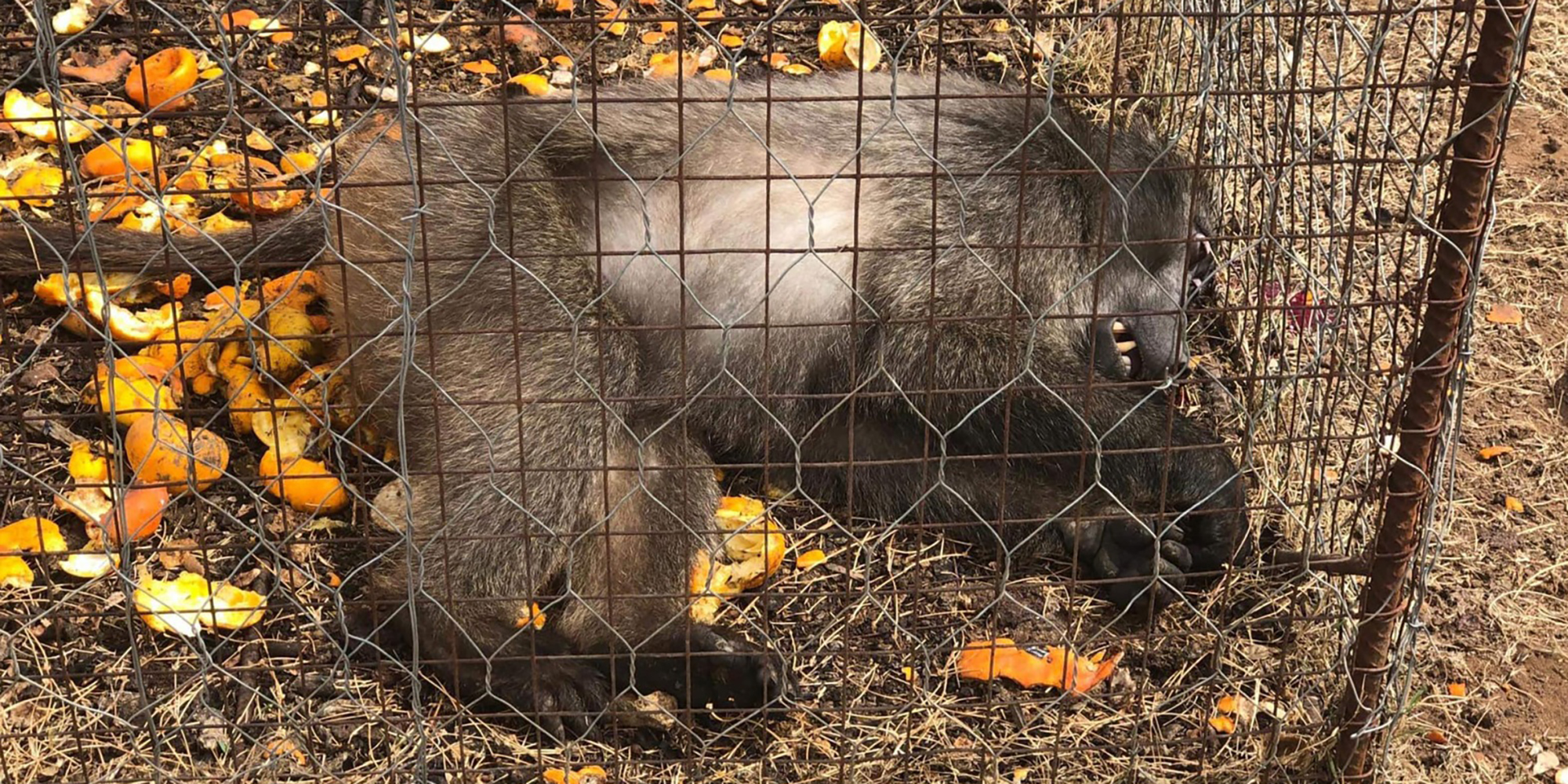 A court challenge that could be of enormous benefit to wildlife conservation